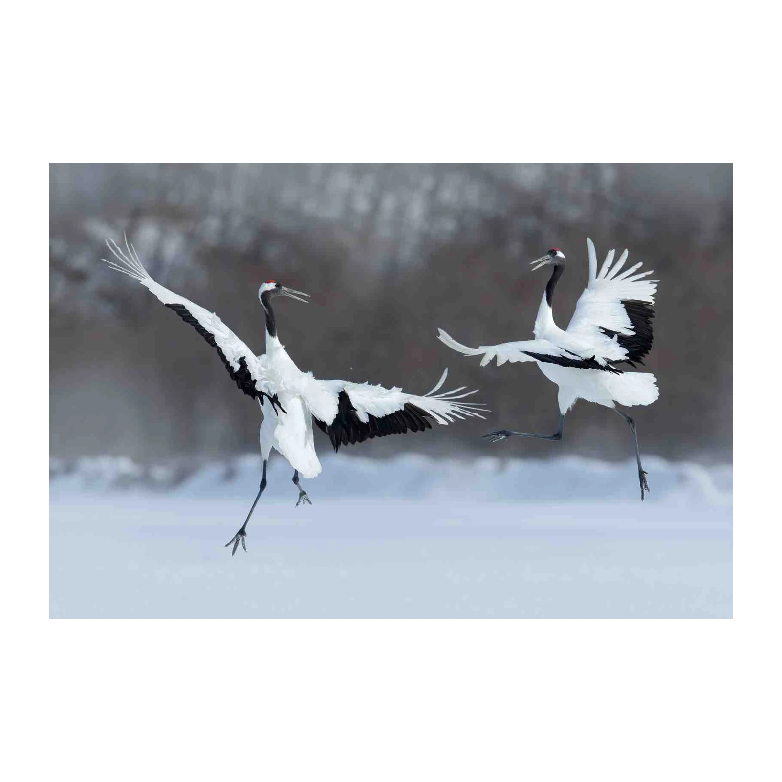 Graceful Cranes Dancing on Snow Wall Art
