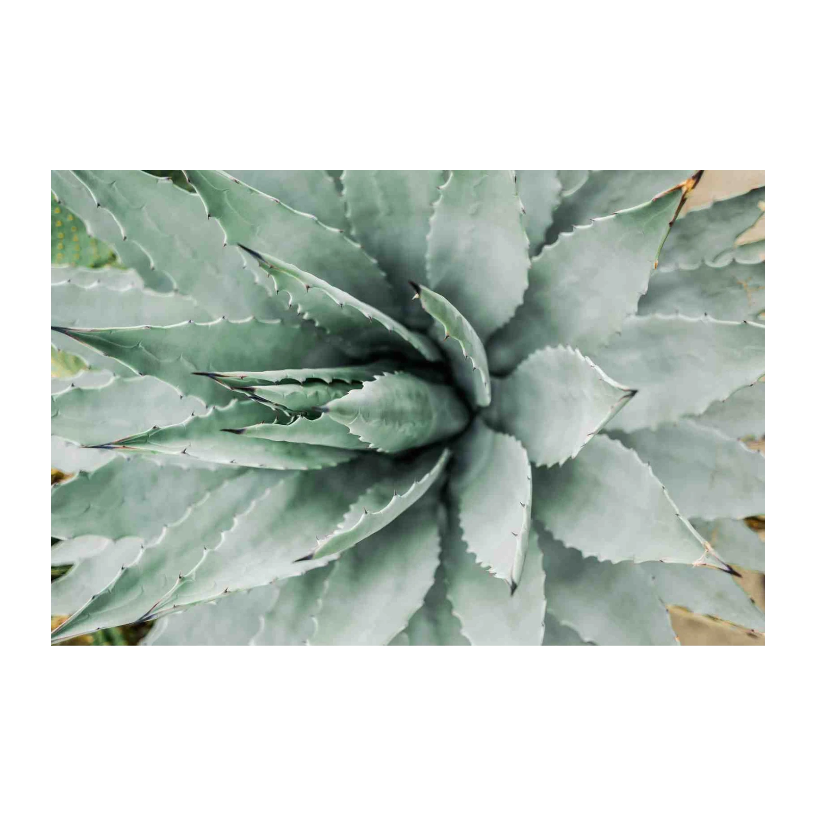 Serene Agave Botanical Close-Up Wall Art
