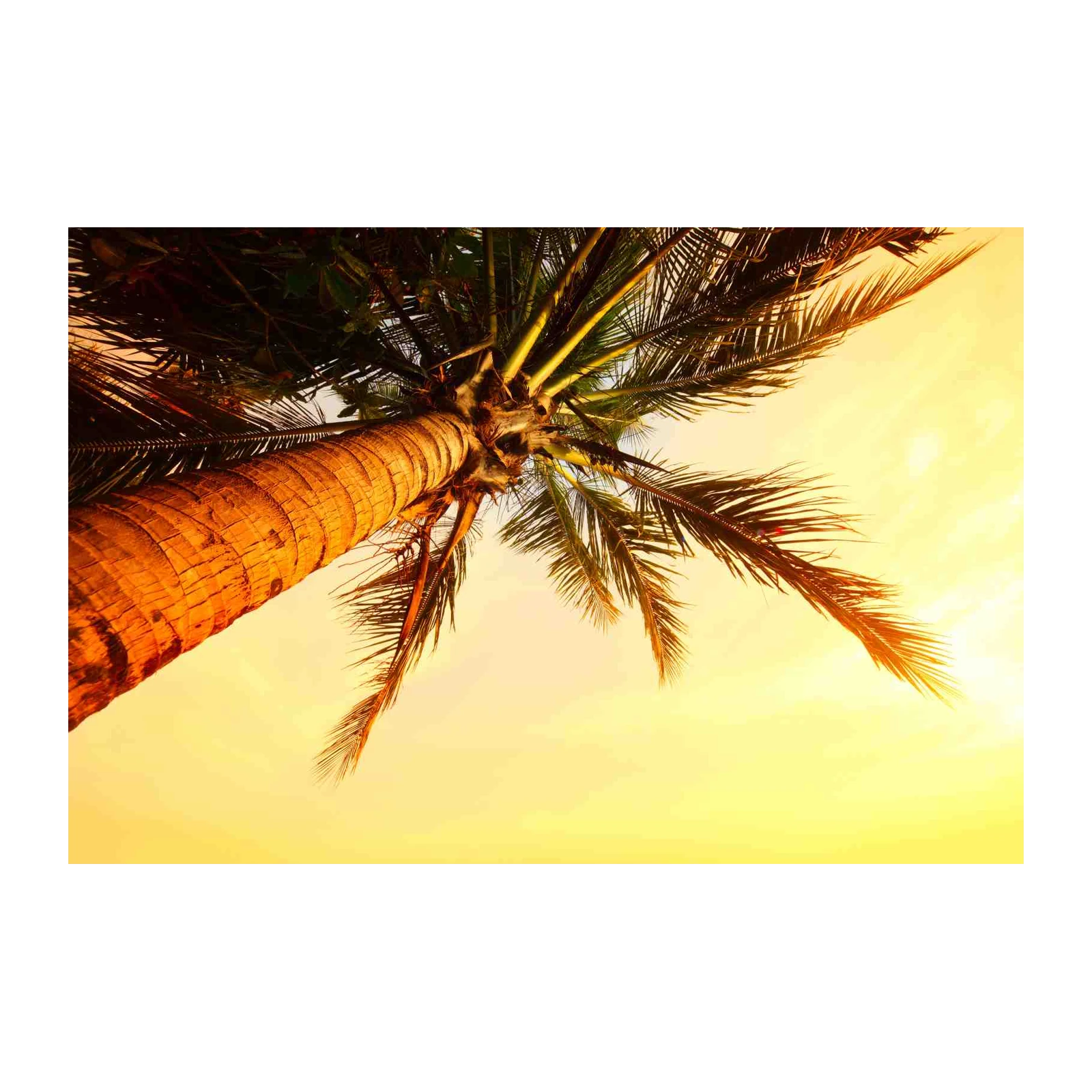 Tropical Sunset Palm Tree Wall Art