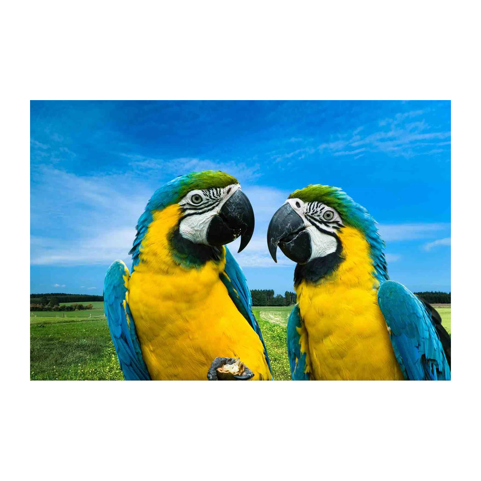 Vibrant Macaws Tropical Paradise Wall Art