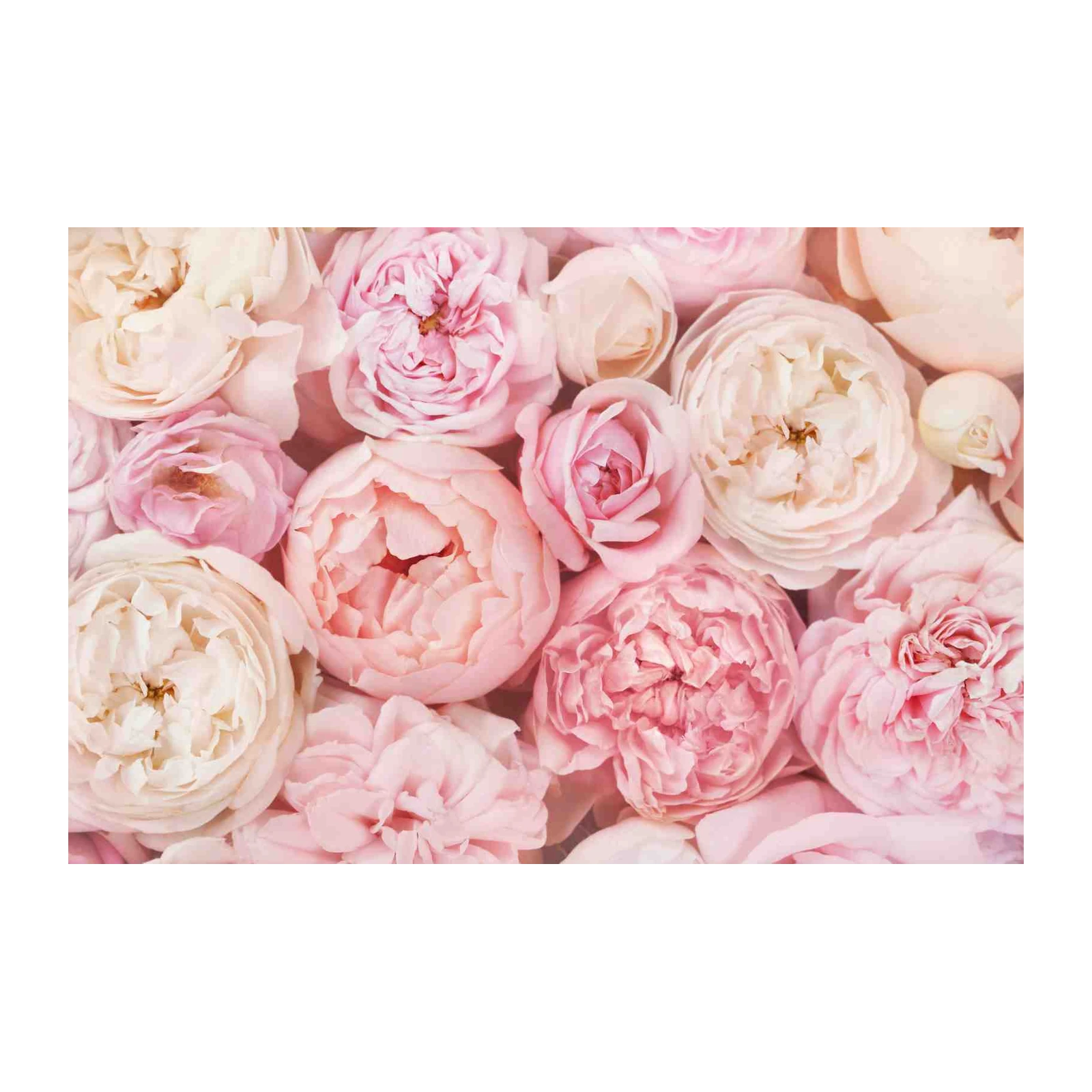 Blush Pink Roses Wall Art Wall Art