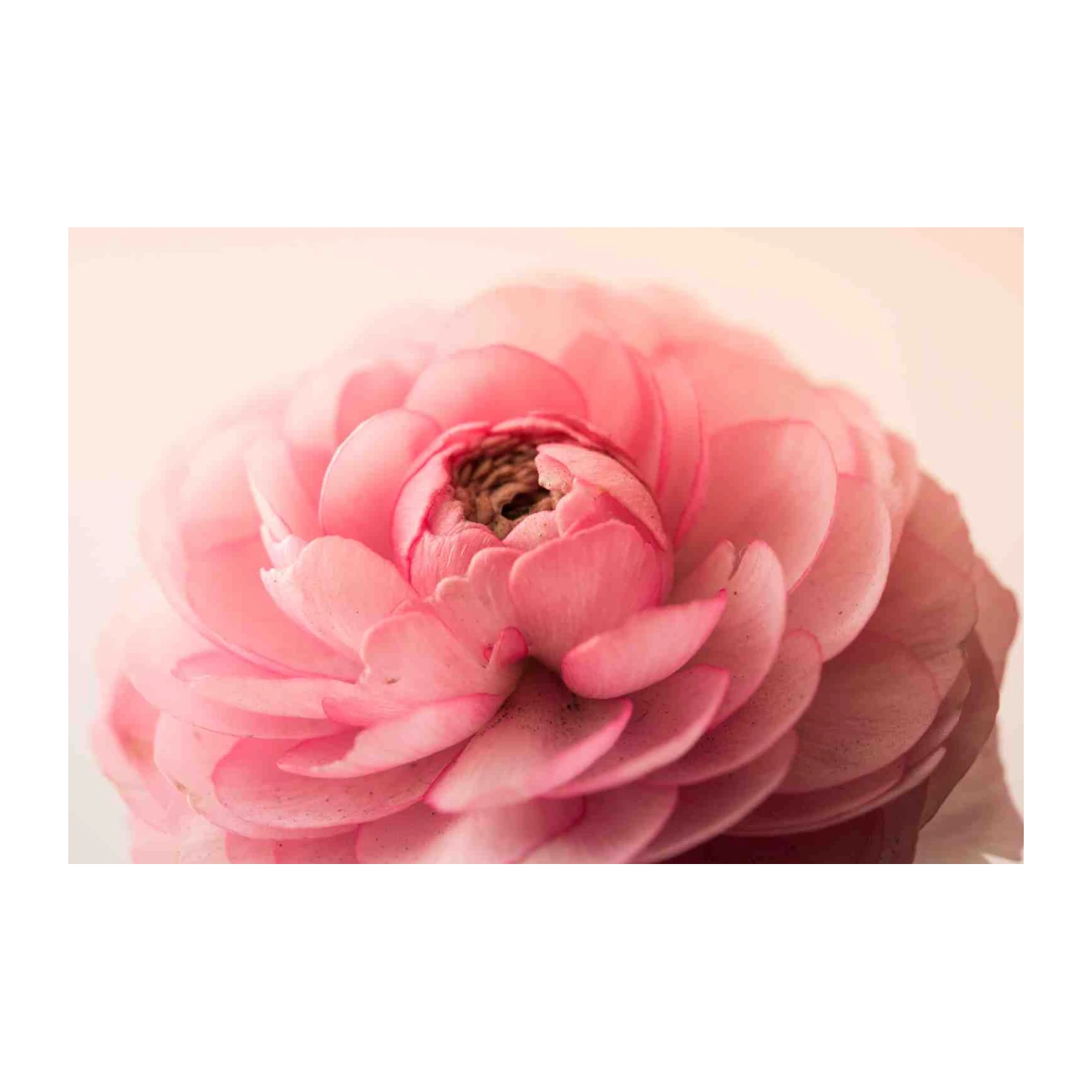 Soft Pink Ranunculus Bloom Wall Art Art