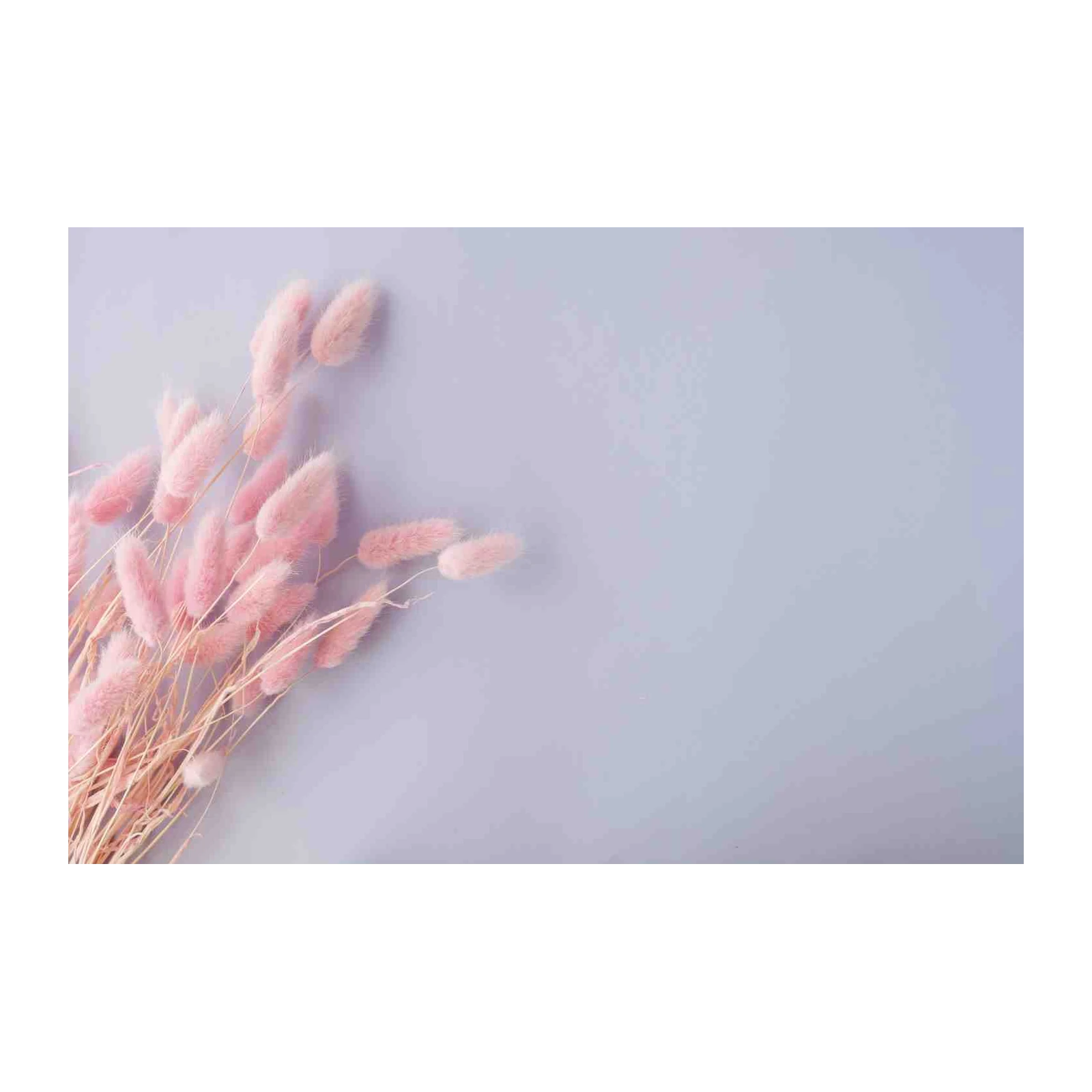 Soft Pink Bunny Tails Floral Wall Art