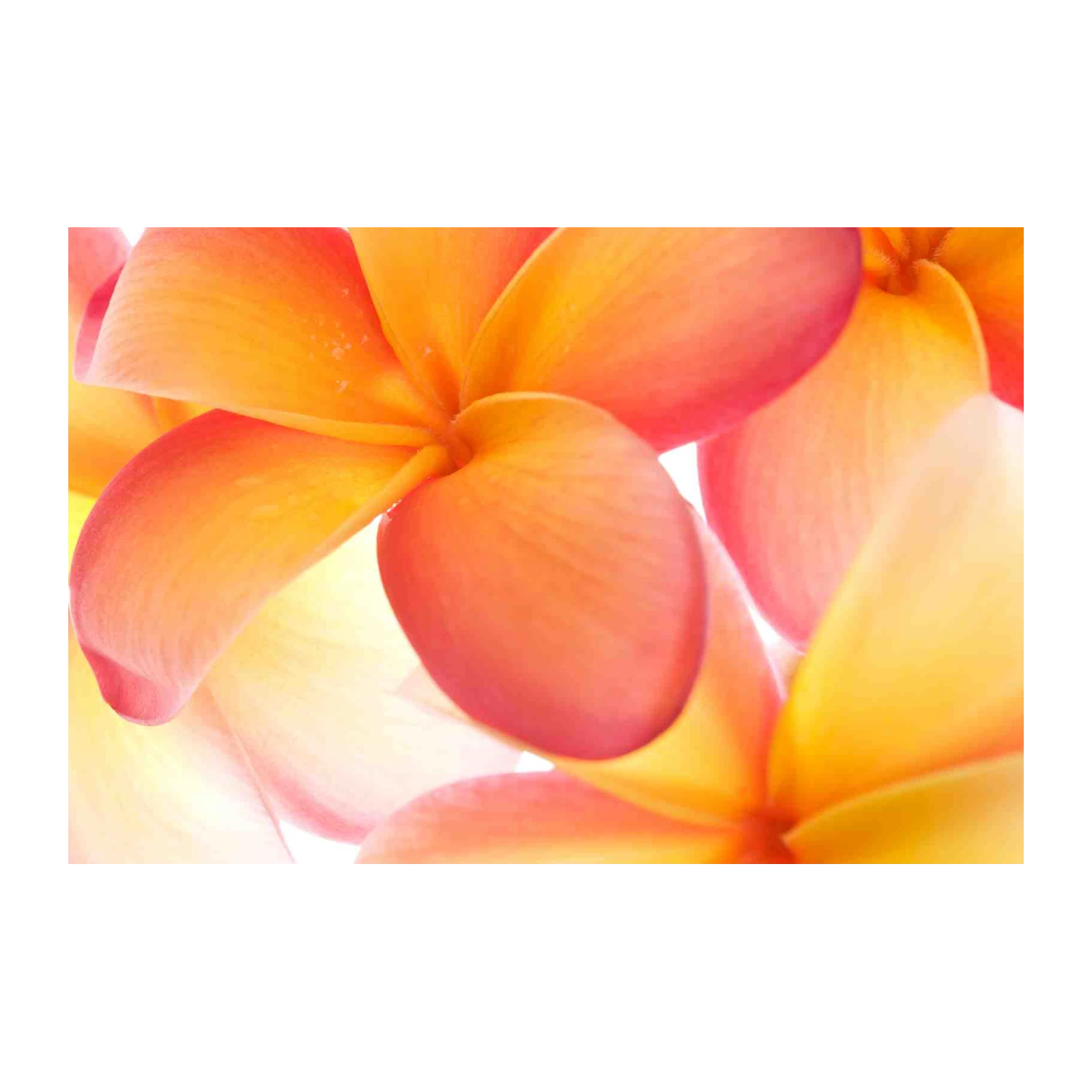 Vibrant Floral Sunset Plumeria Wall Art