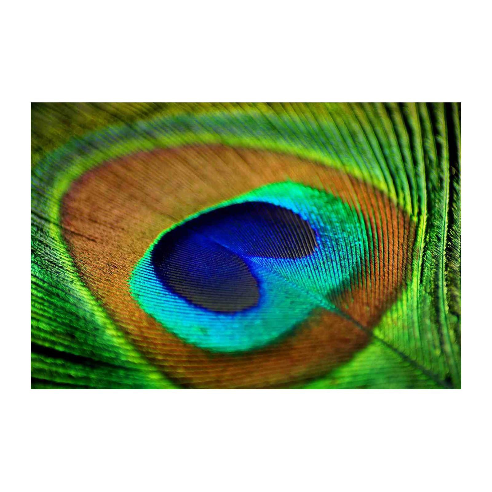 Vibrant Peacock Feather Macro Wall Art