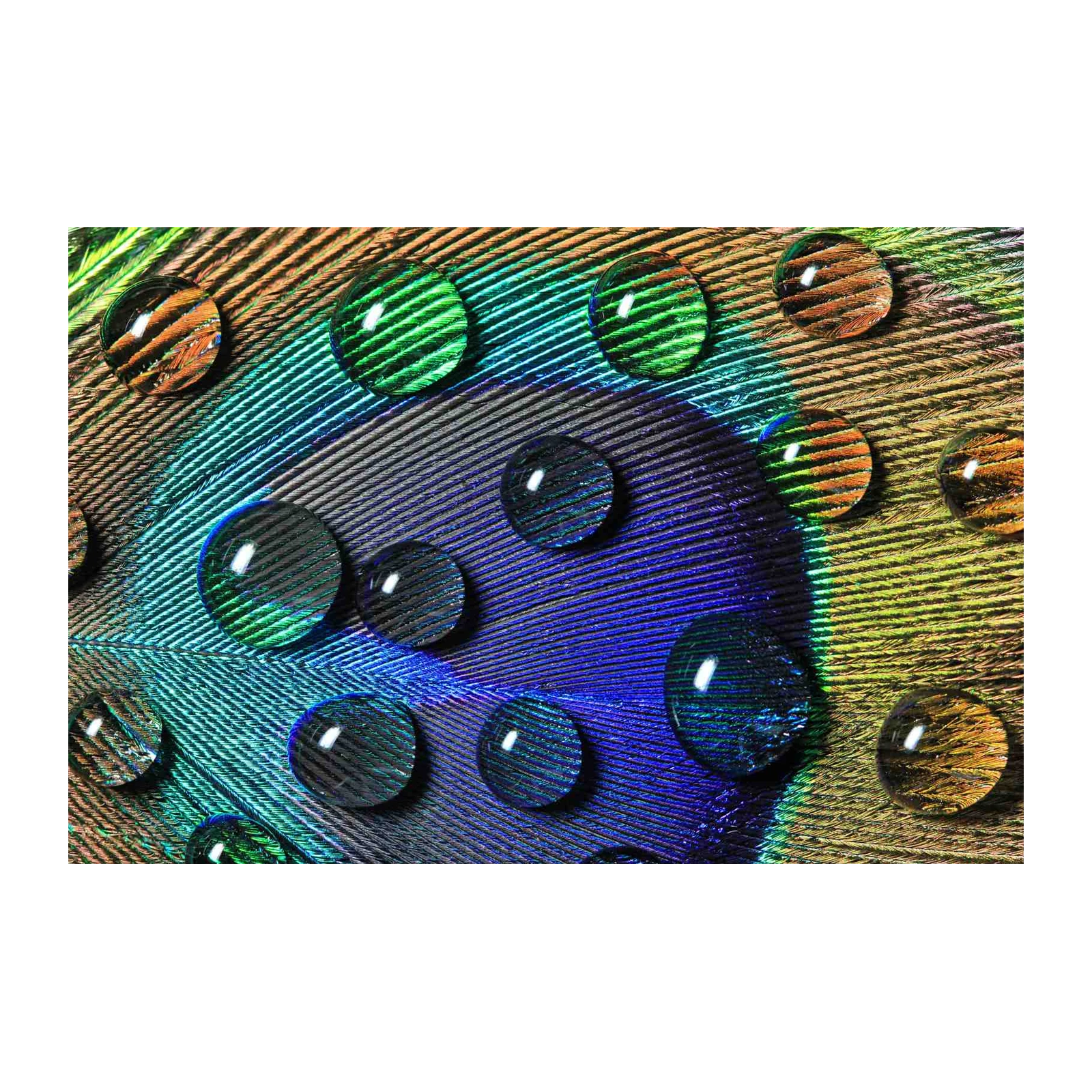 Vivid Peacock Feather Water Drops Wall Art