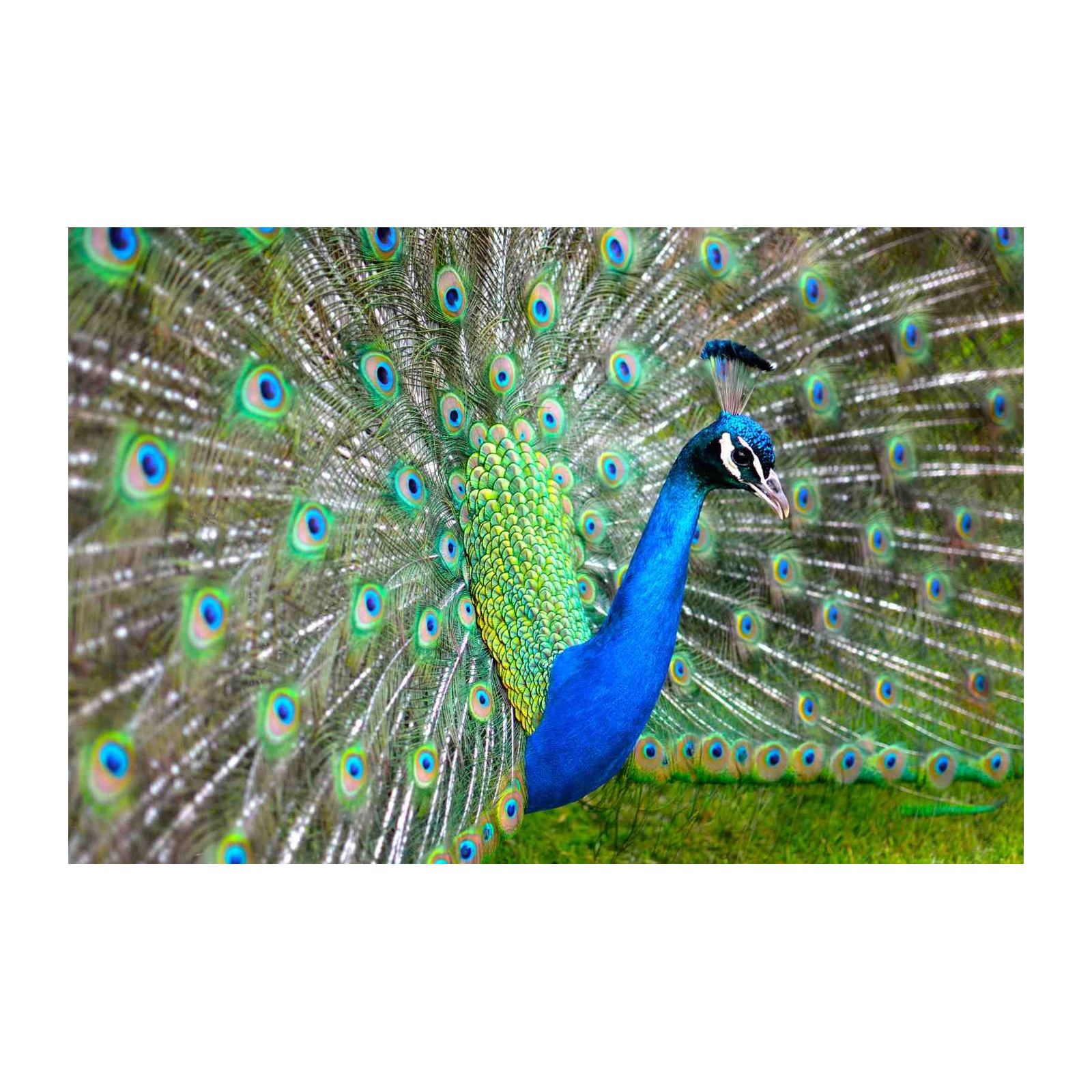 Majestic Peacock Display Wall Art
