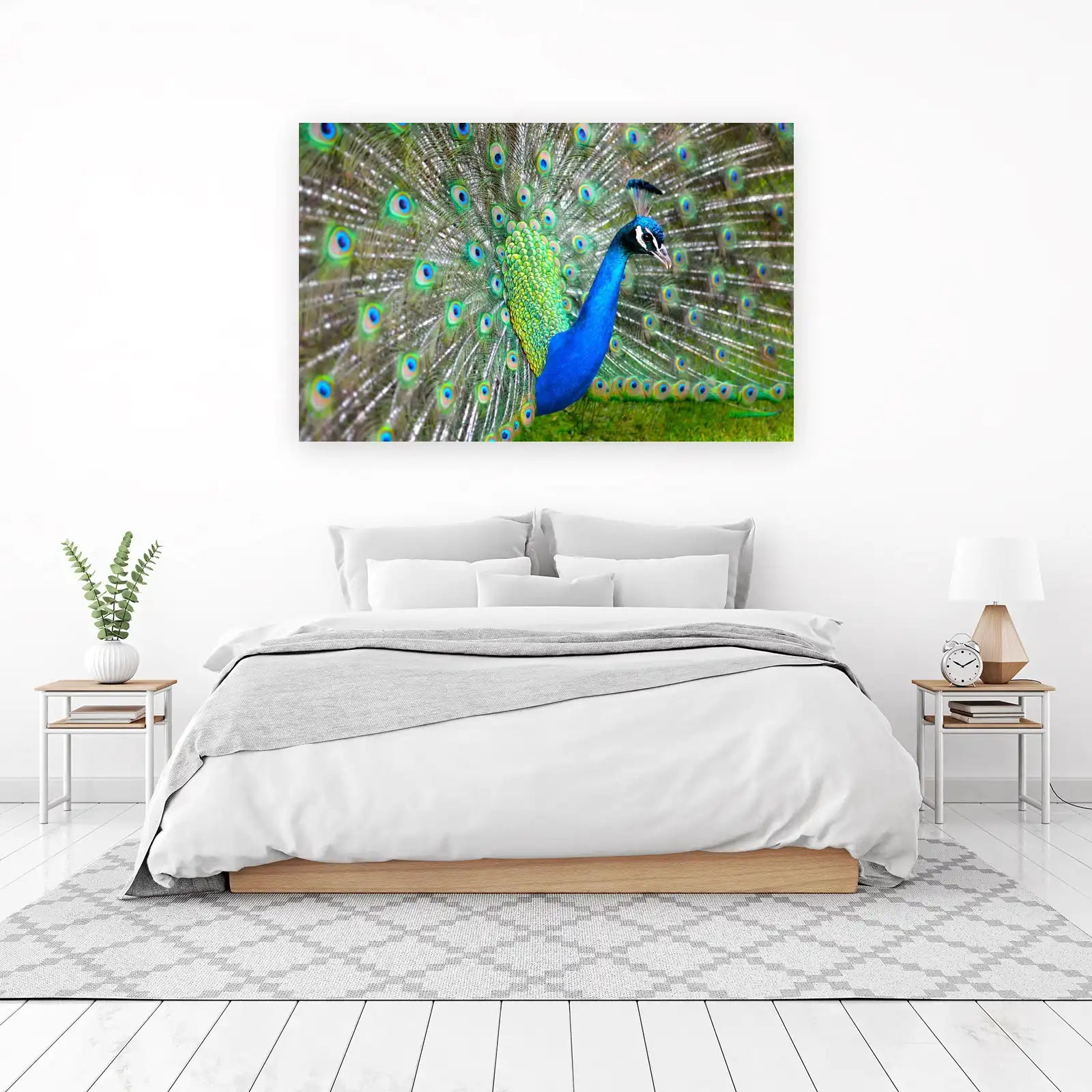 Majestic Peacock Display Wall Art