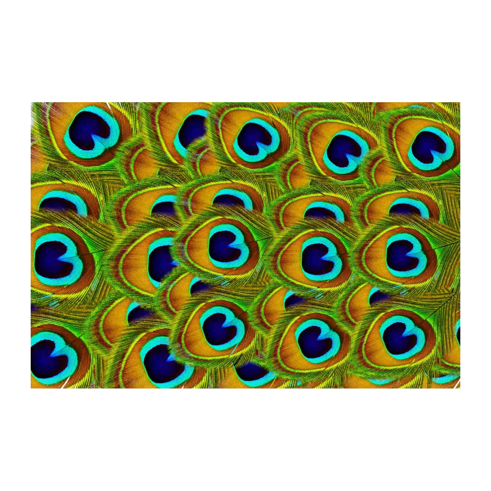 Vibrant Peacock Feather Pattern Wall Art