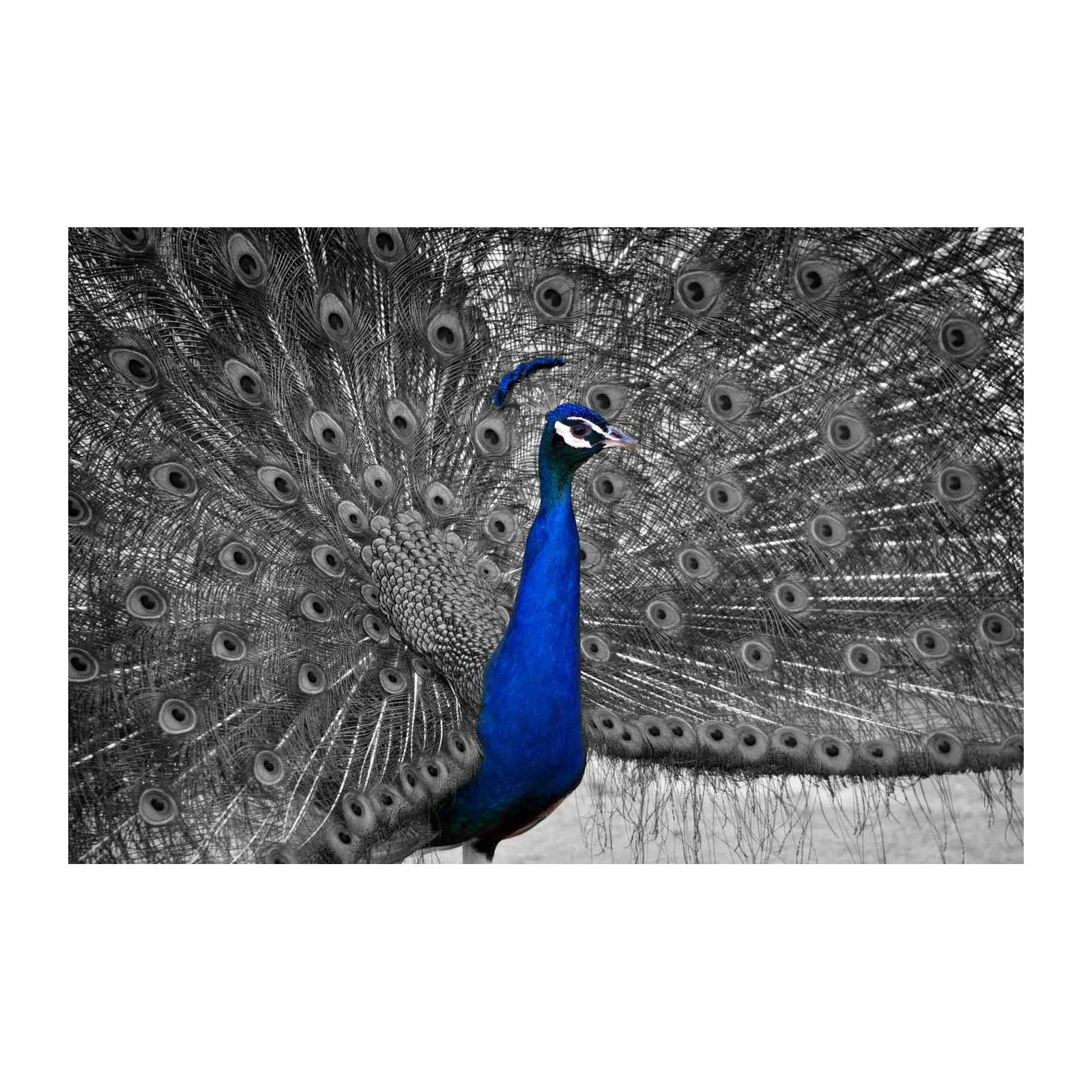 Vibrant Blue Peacock Display Wall Art