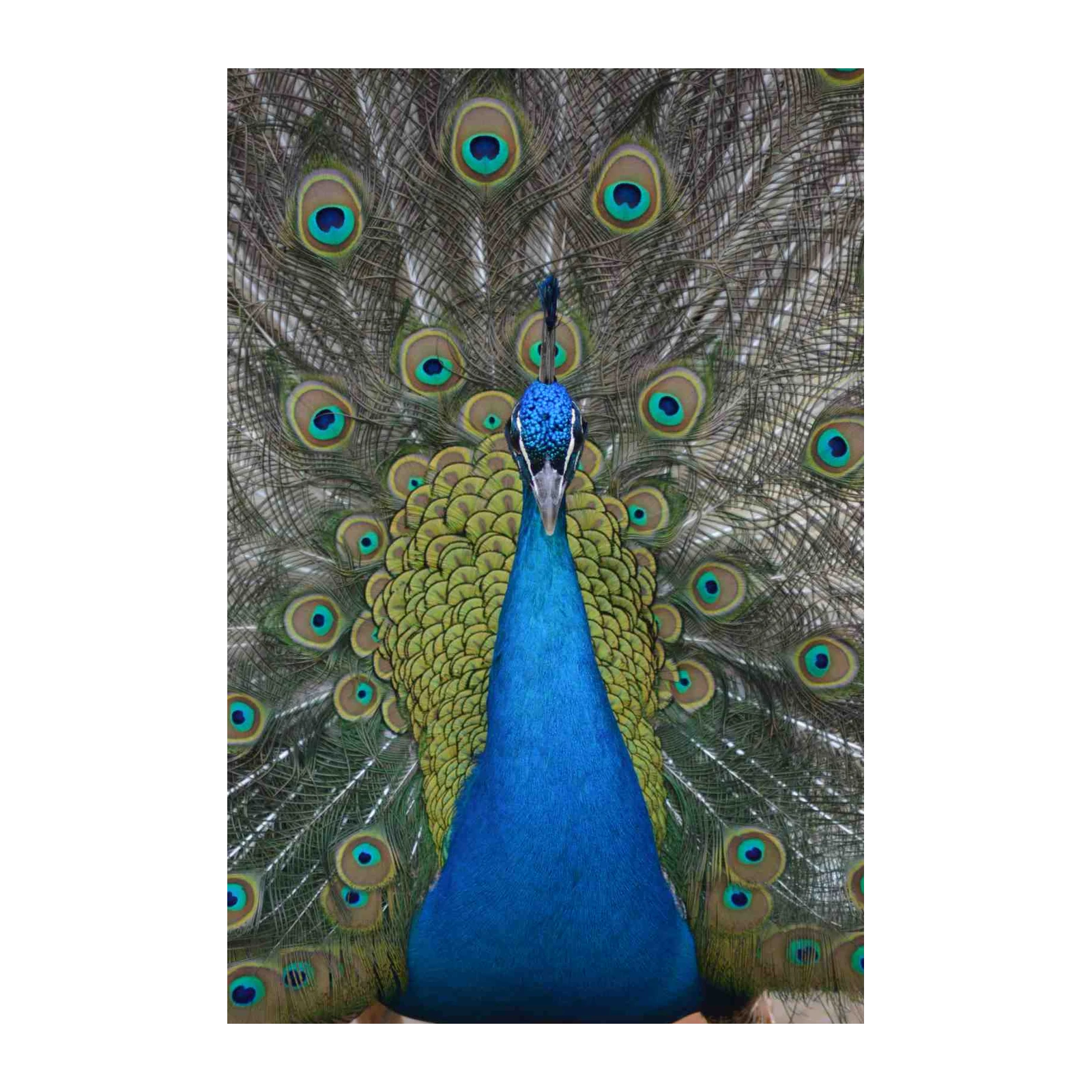 Majestic Peacock Feather Art Wall Art