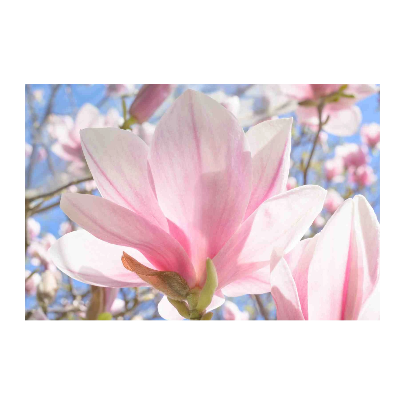 Serene Pink Magnolia Bloom Wall Art