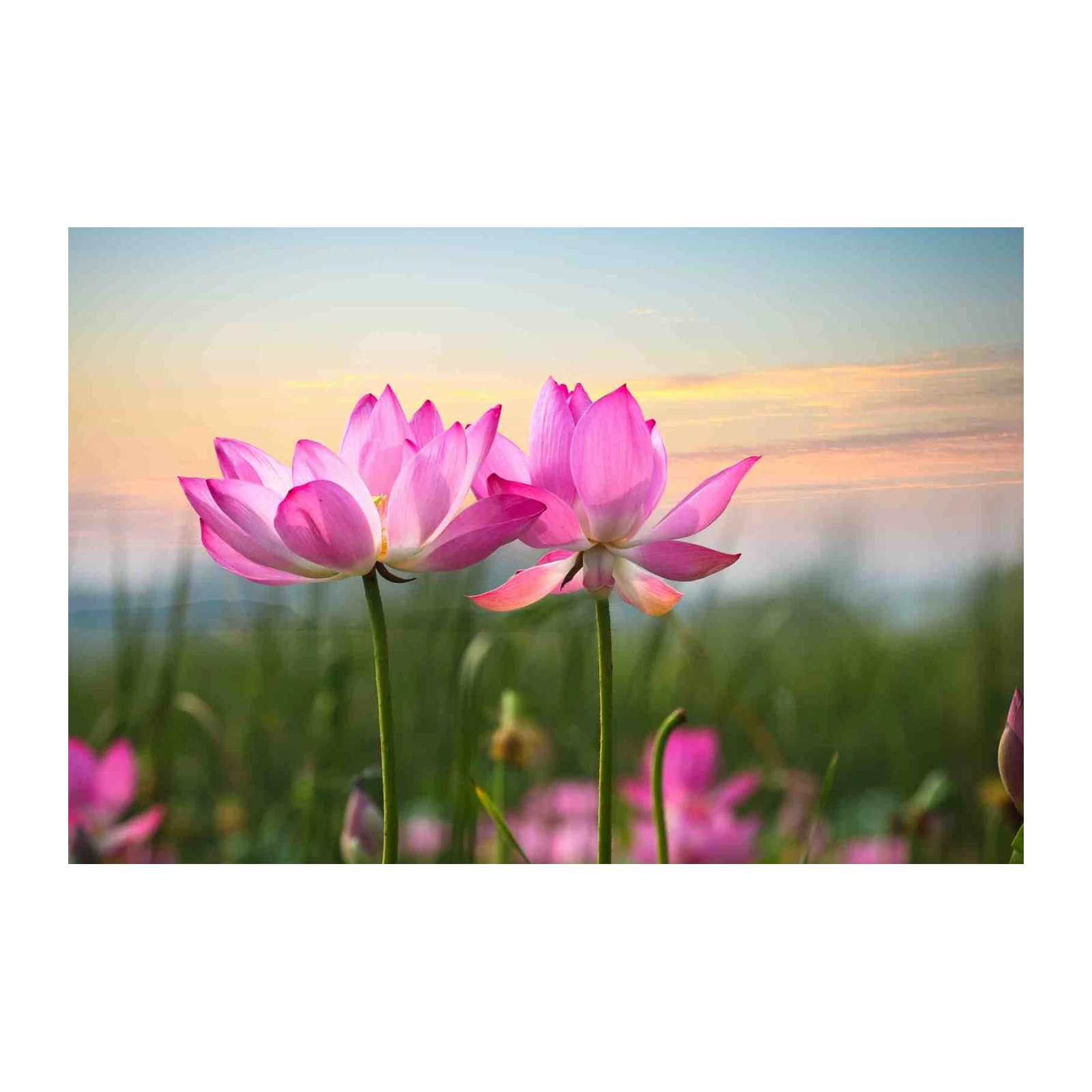 Serene Pink Lotus Blooms Wall Art