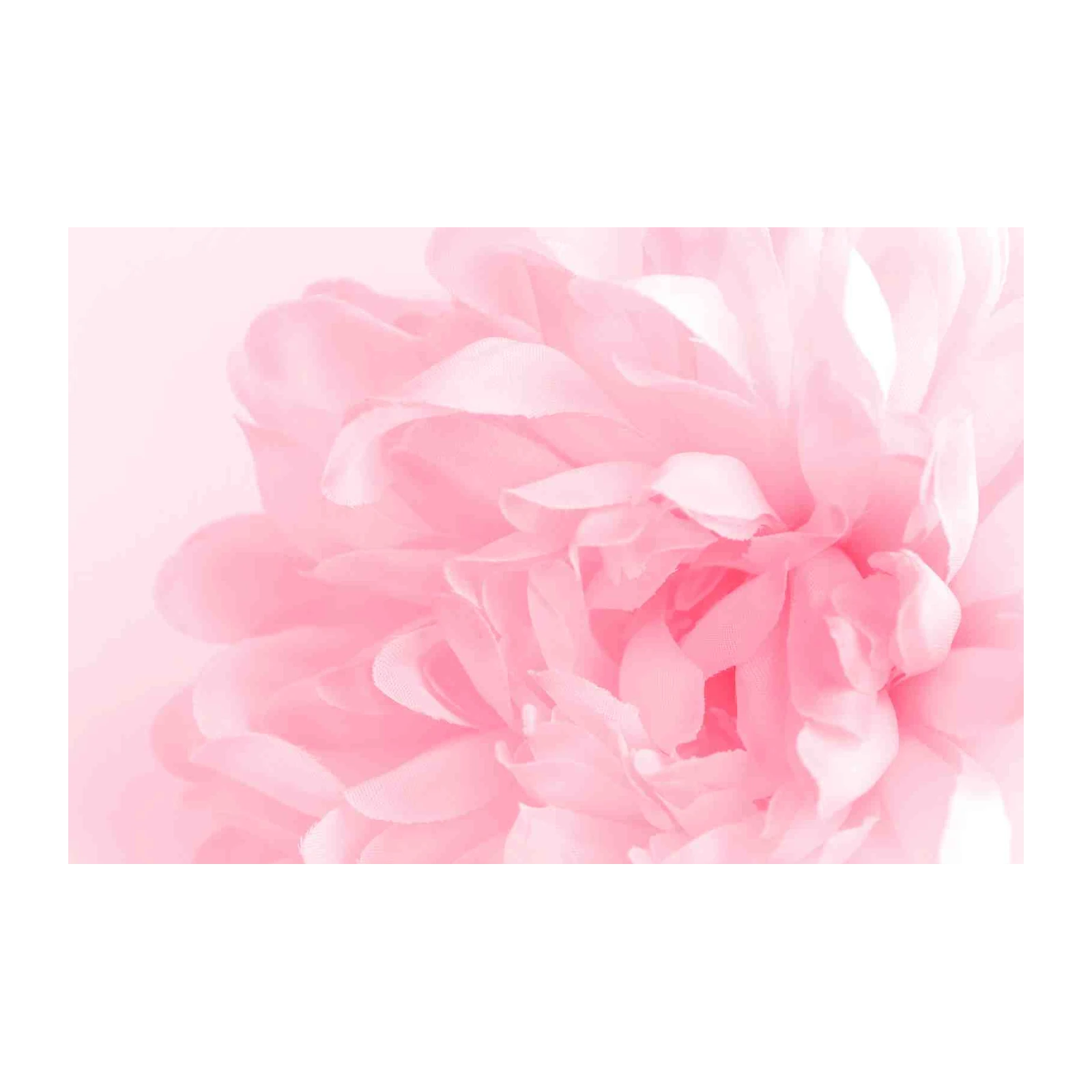 Soft Pink Floral Elegance Wall Art