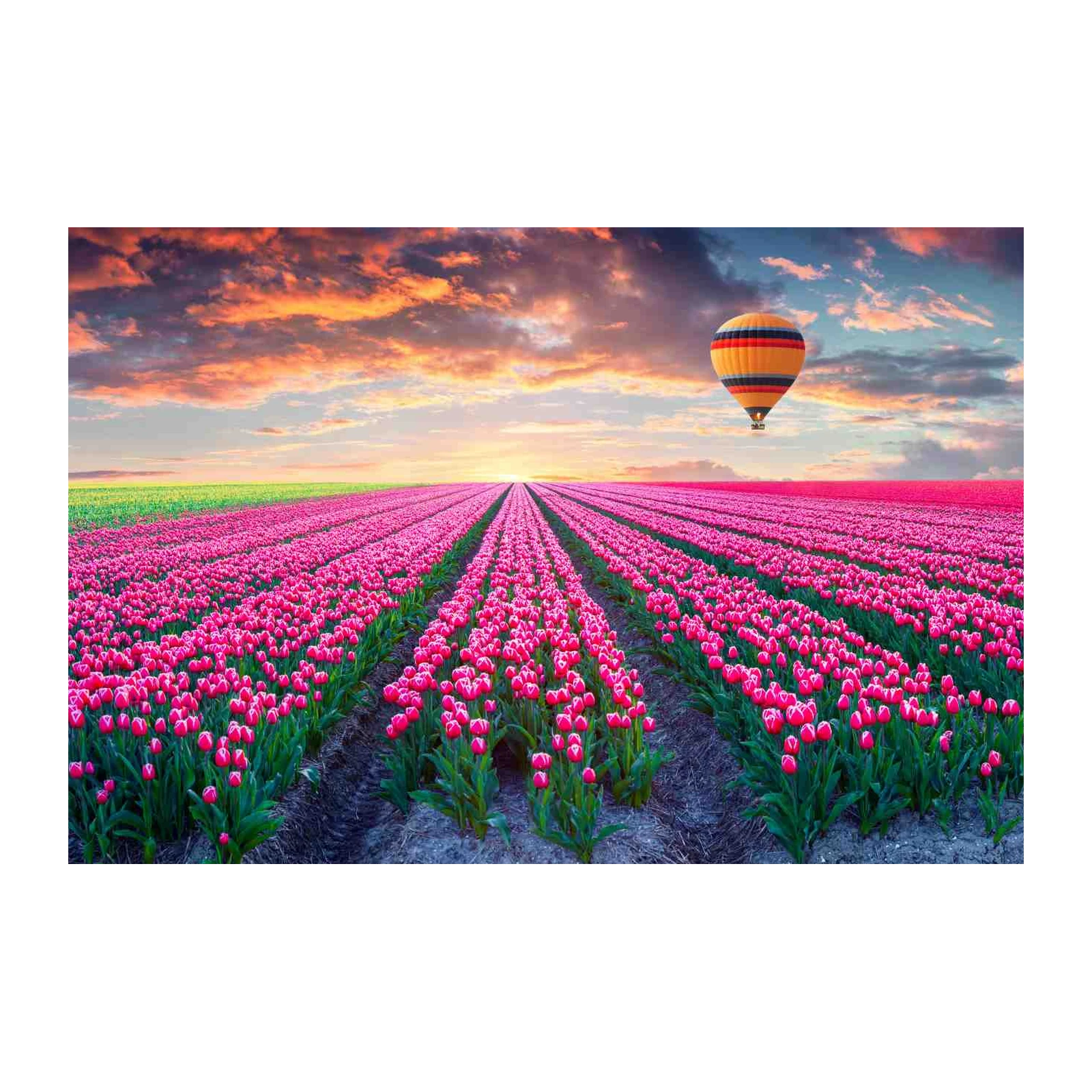 Vibrant Tulip Field Hot Air Balloon Wall Art