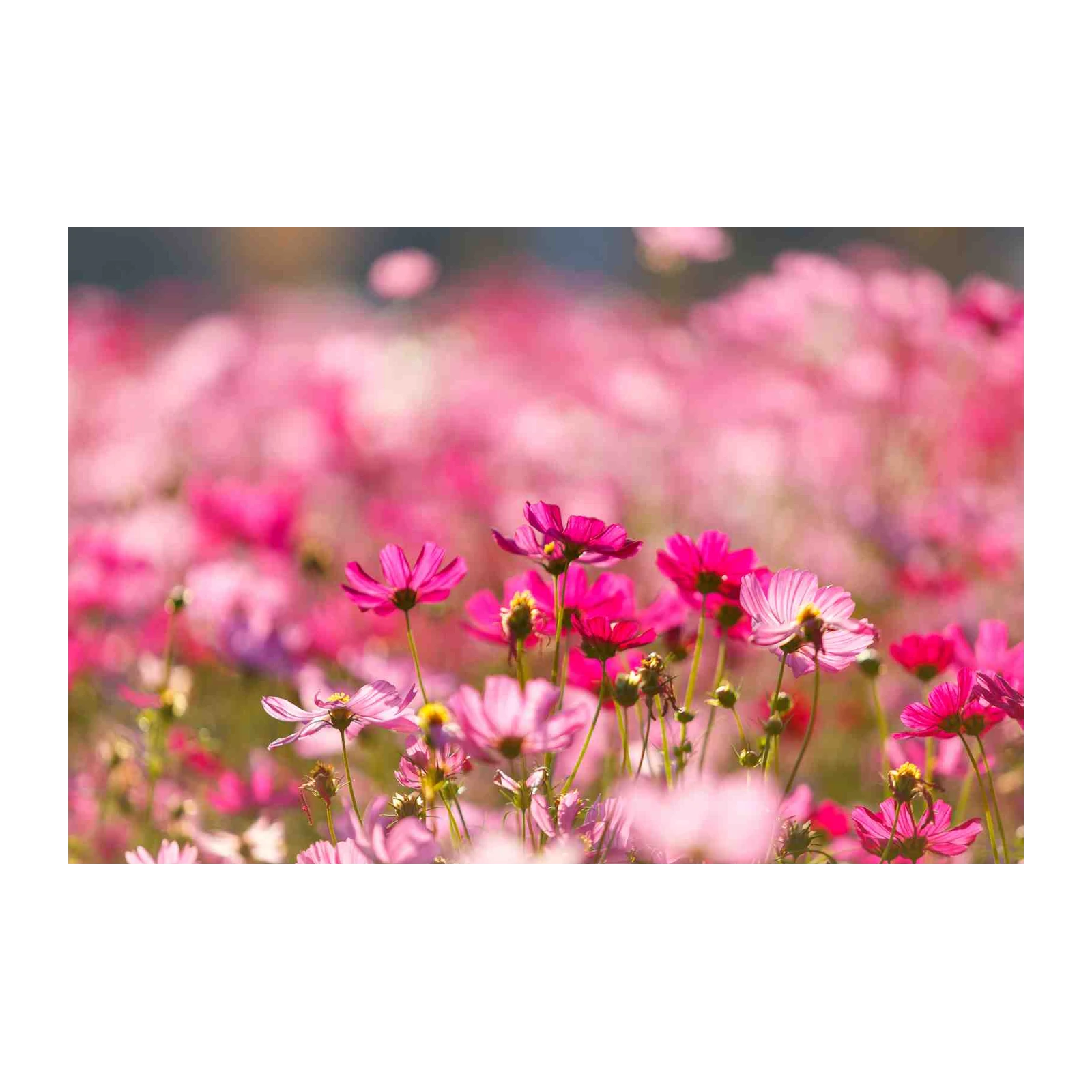Vibrant Pink Cosmos Field Wall Art