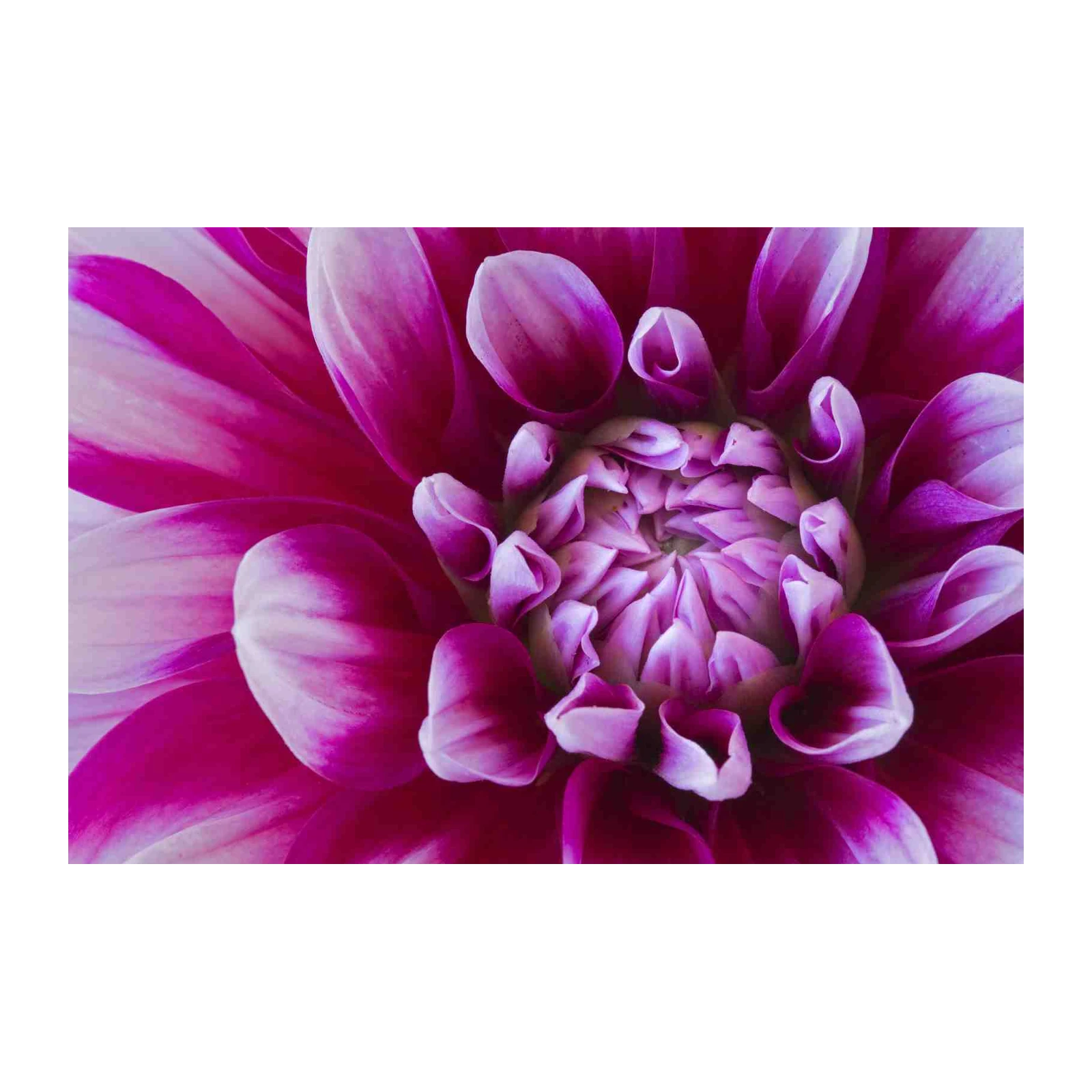 Vibrant Pink Dahlia Macro Floral Wall Art