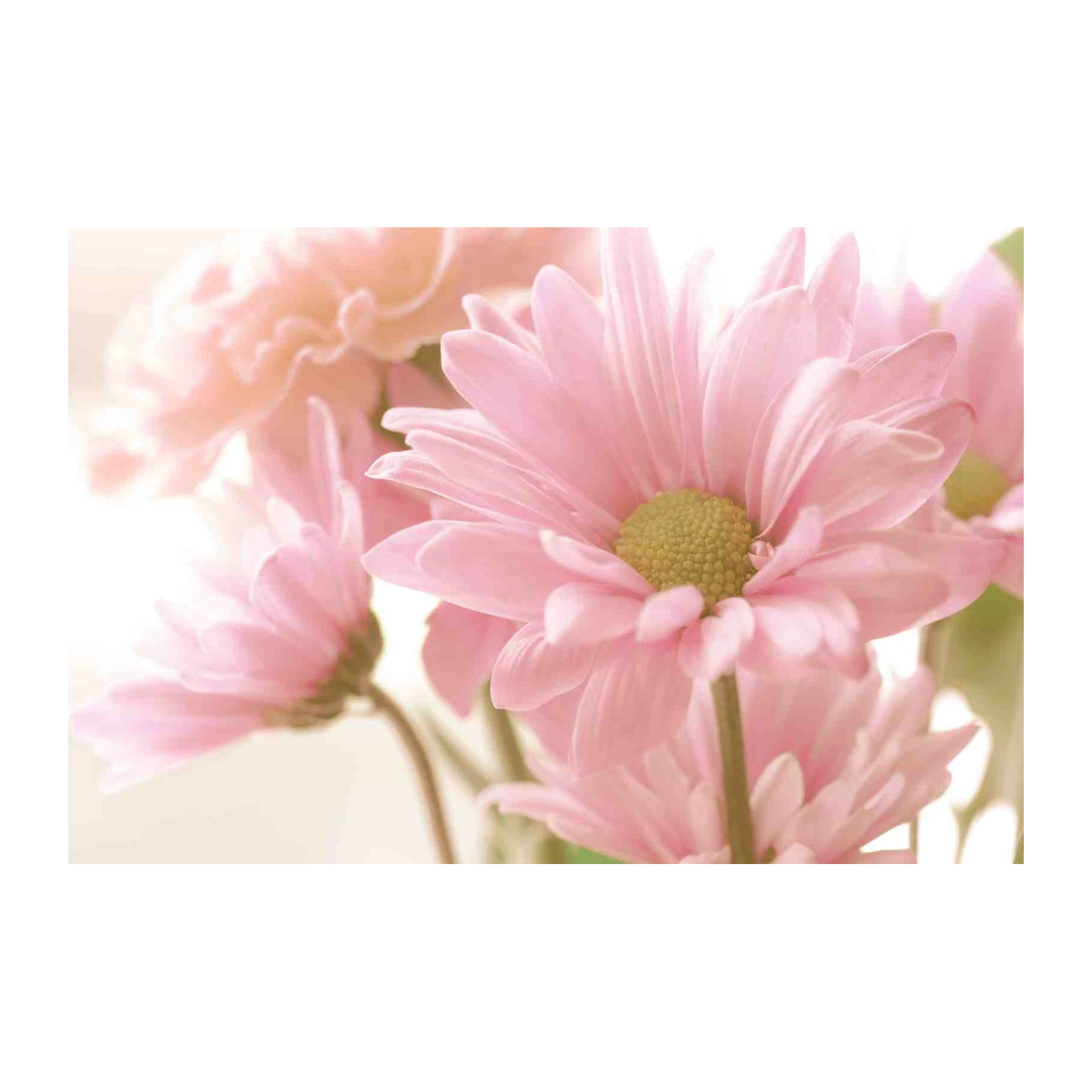 Soft Pink Floral Serenity Wall Art