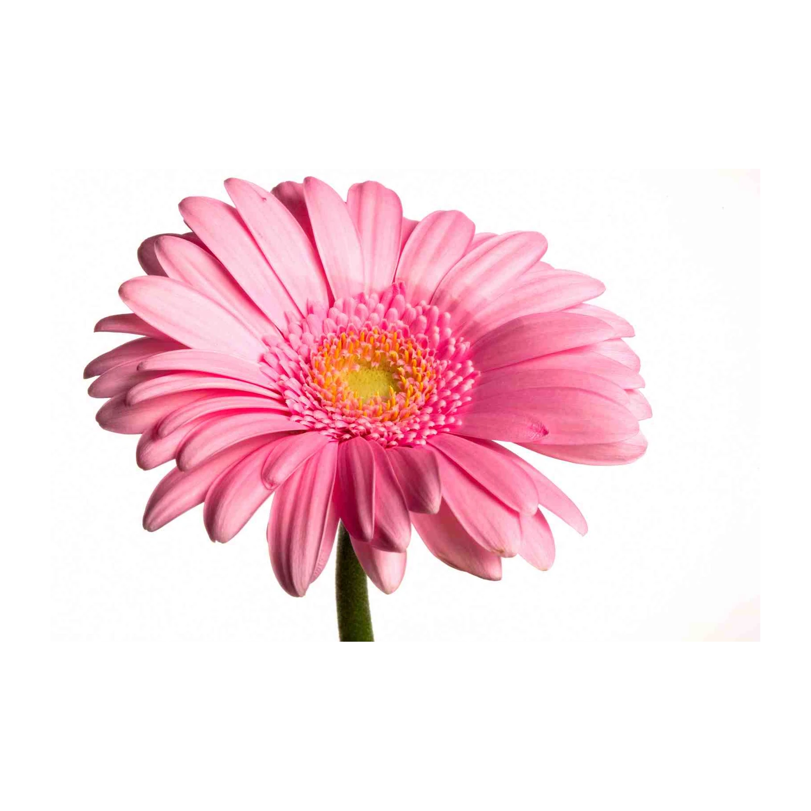 Vibrant Pink Gerbera Daisy Floral Wall Art