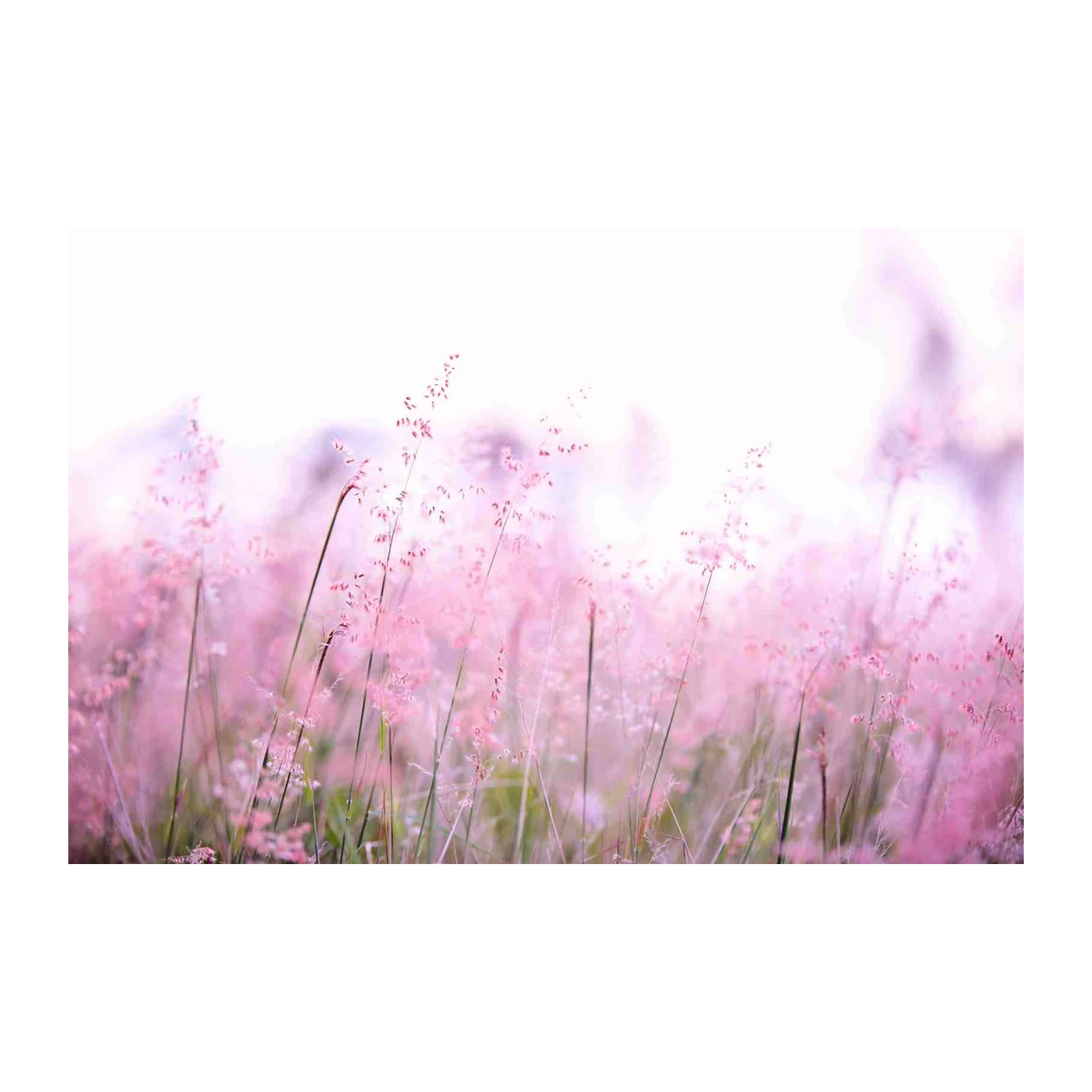 Soft Pink Meadow Grass Wall Art