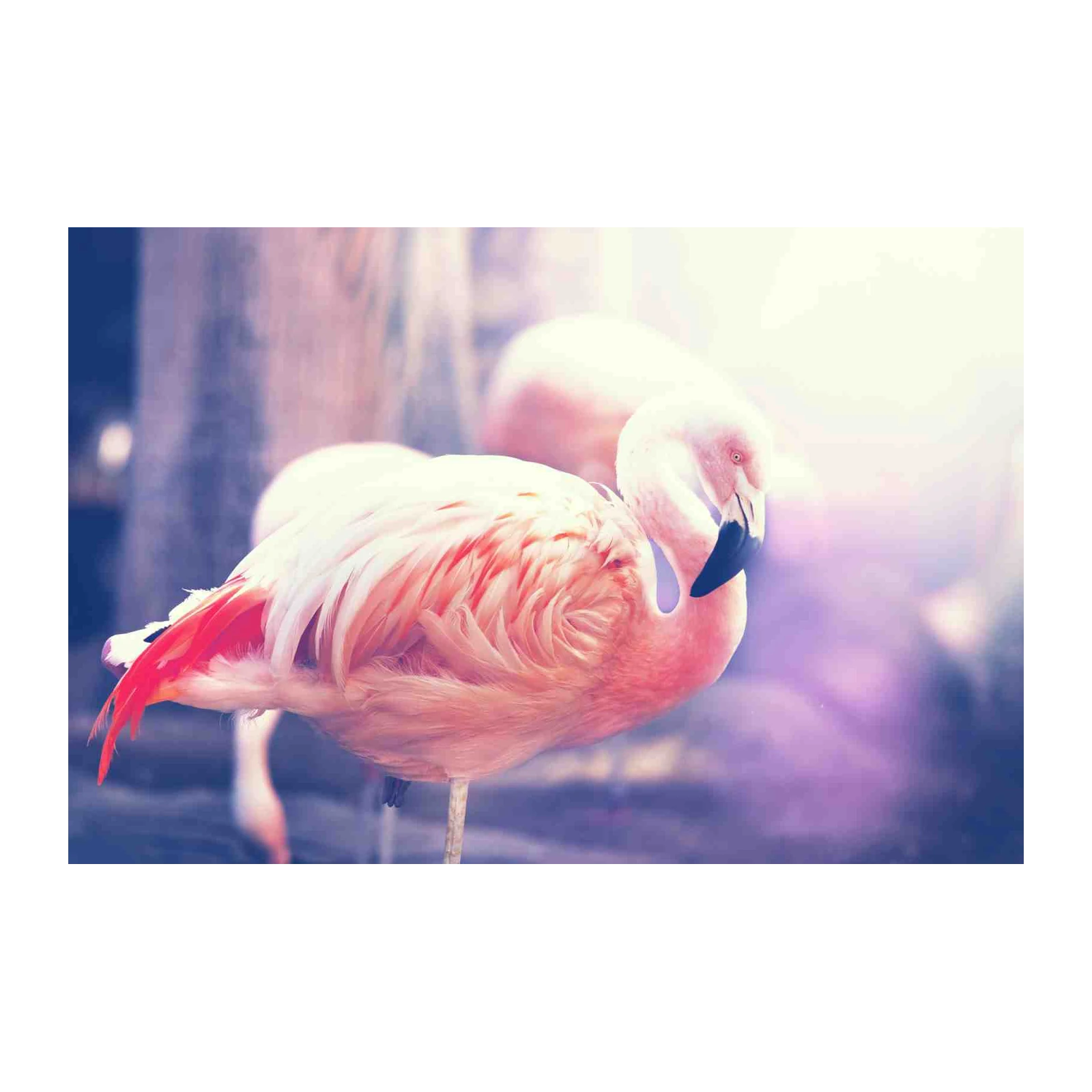 Serene Flamingos Tropical Elegance Wall Art