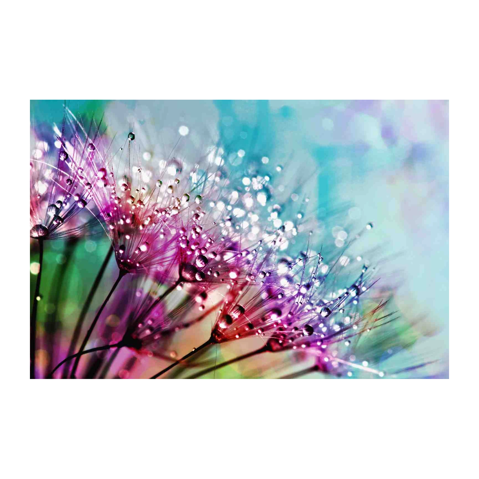 Vibrant Dandelion Dewdrops Wall Art
