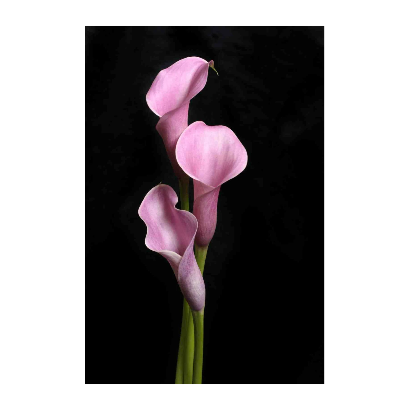 Elegant Pink Calla Lilies Wall Art