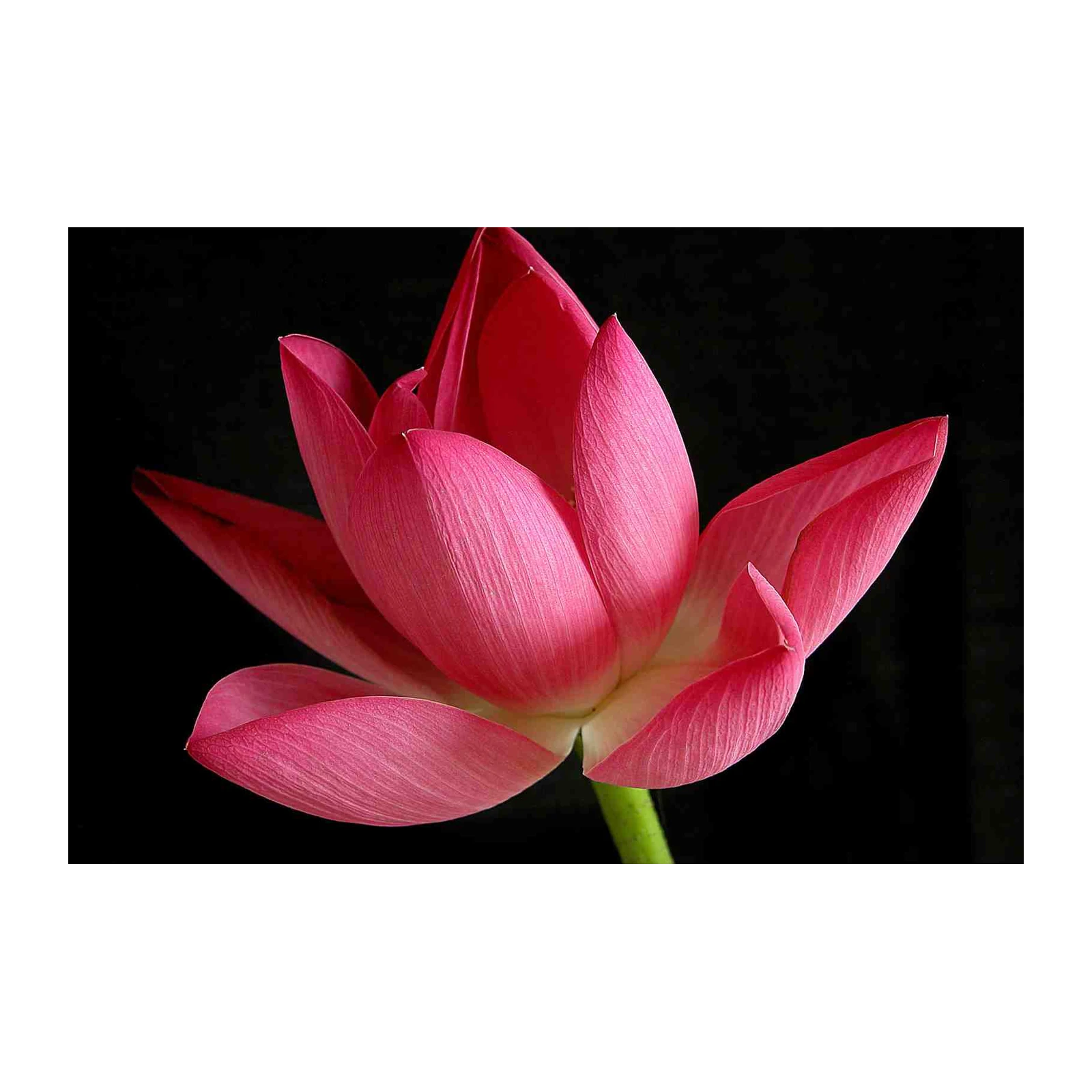 Pink Lotus Bloom Wall Art