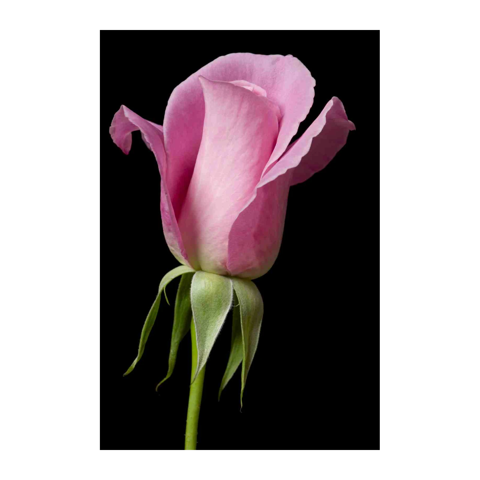 Elegant Pink Rose Bud Wall Art