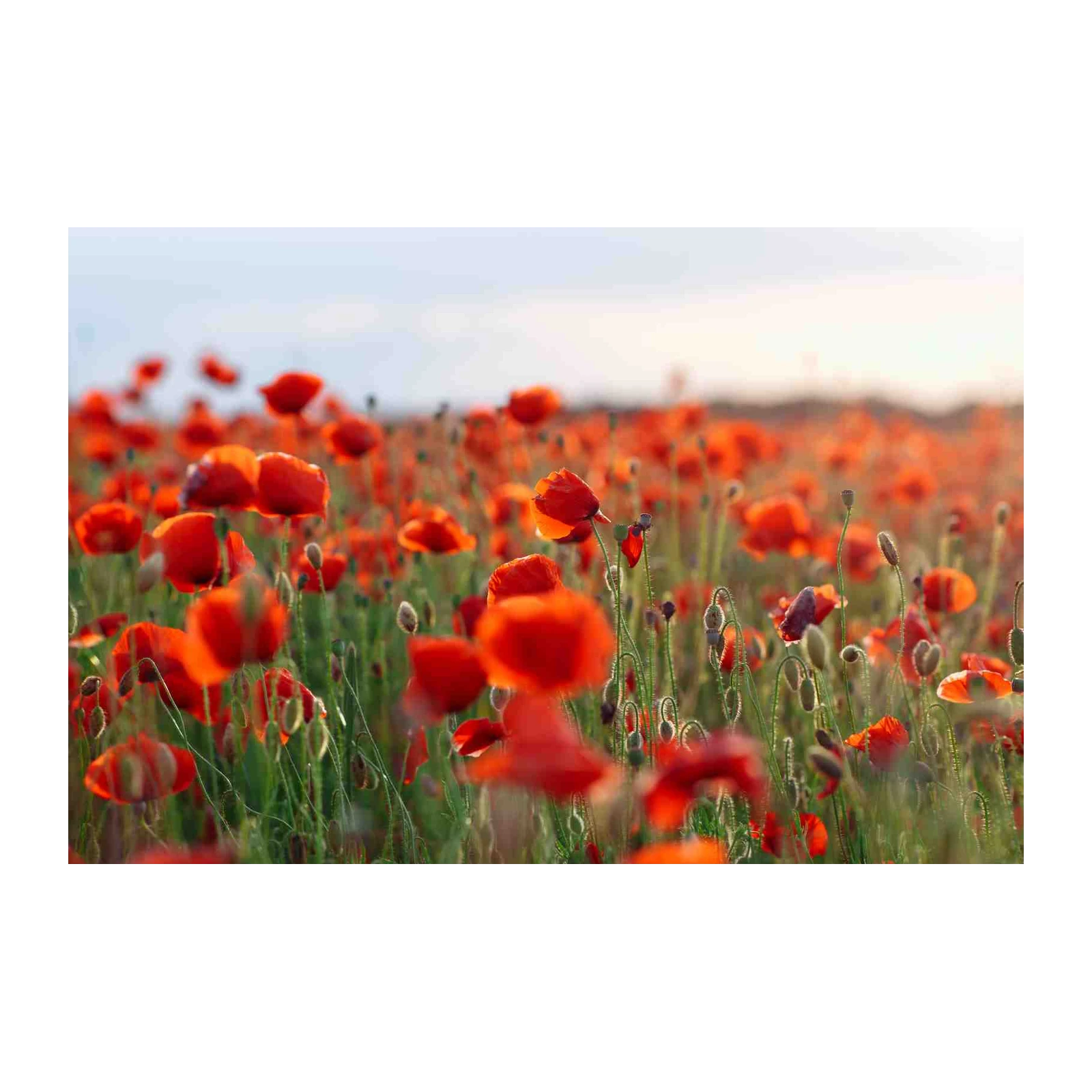 Vibrant Red Poppy Field Sunset Wall Art
