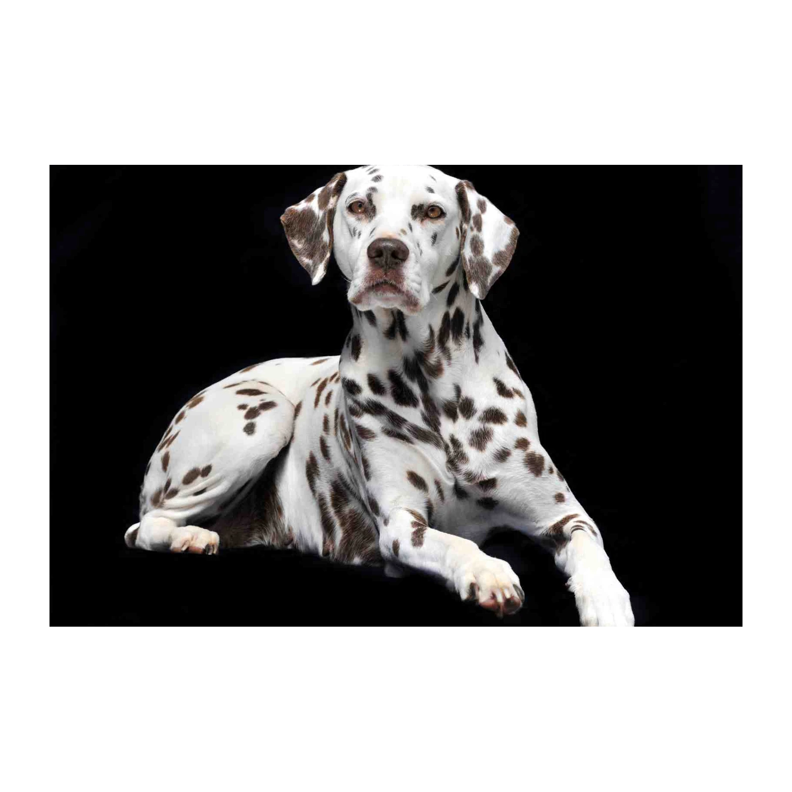 Striking Dalmatian Portrait Wall Art