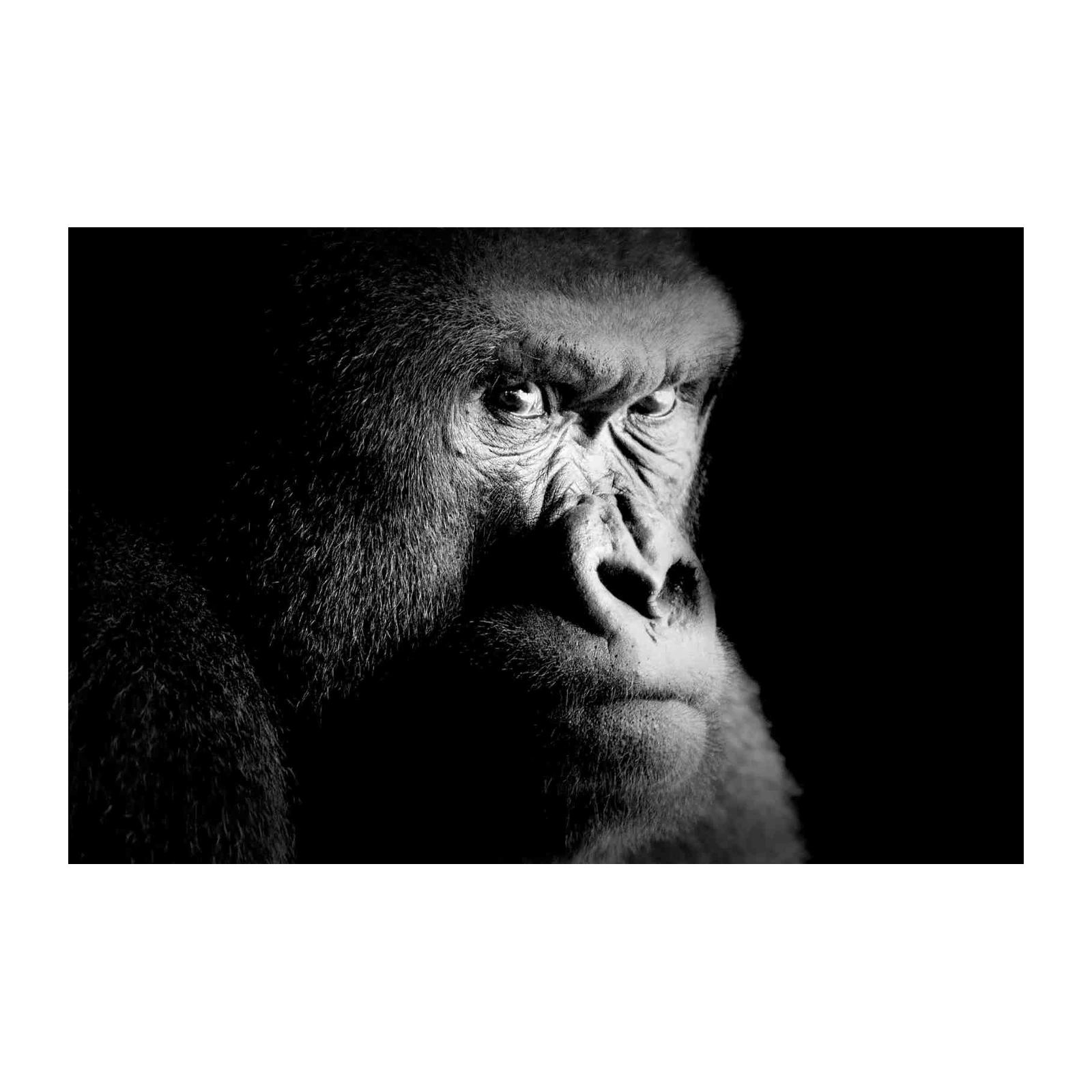 Powerful Gorilla Portrait Black & White Wall Art