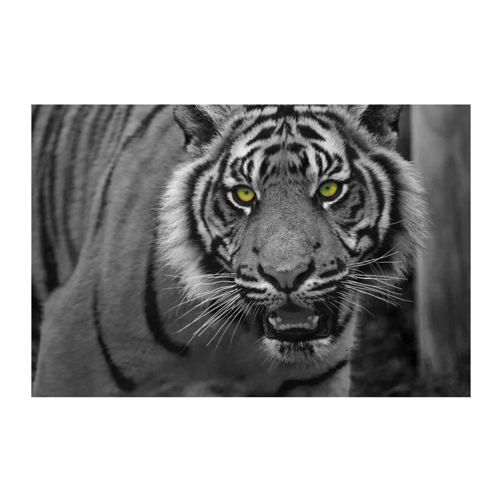 Intense Tiger Portrait Wall Art - Wildlife Art