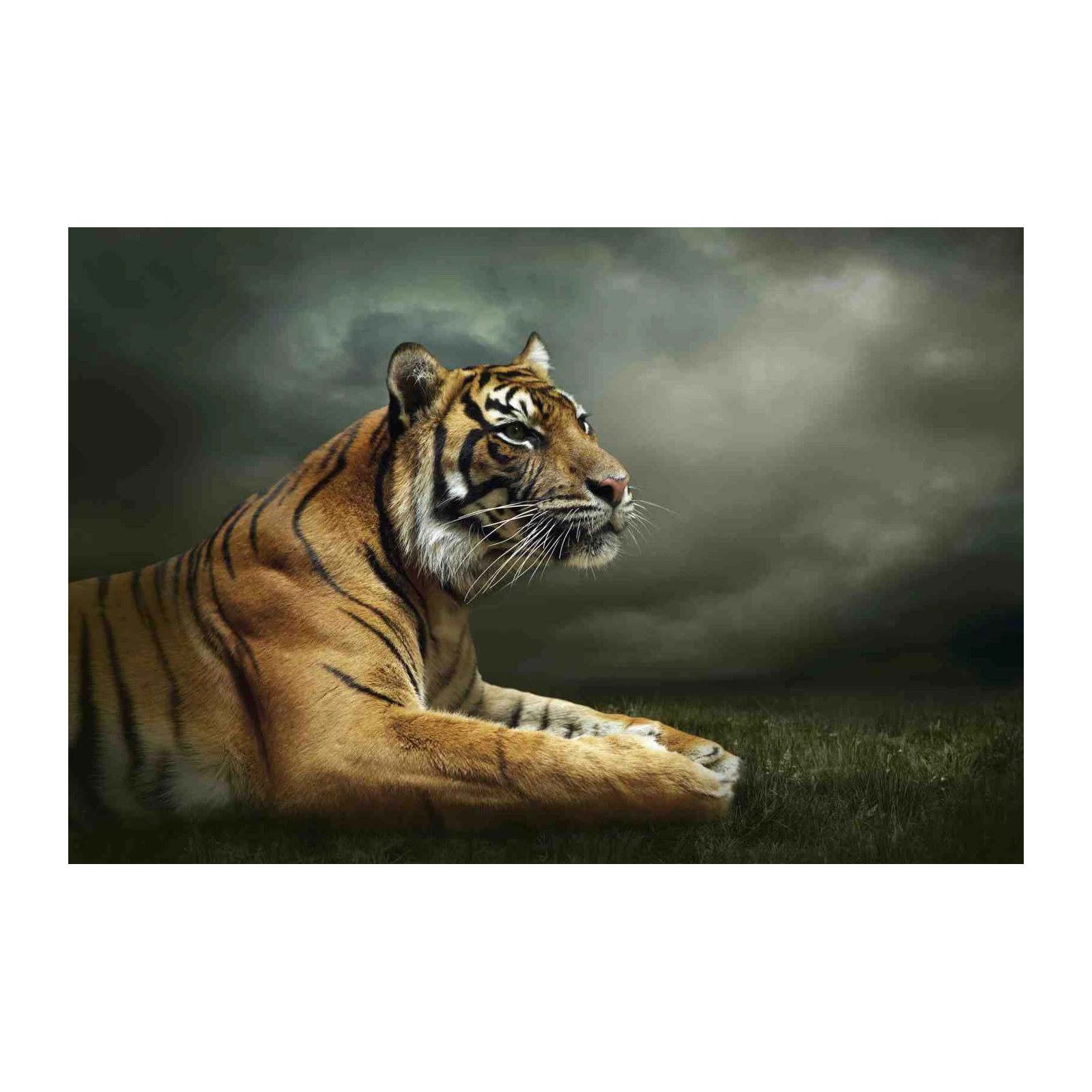 Majestic Tiger Portrait Wall Art