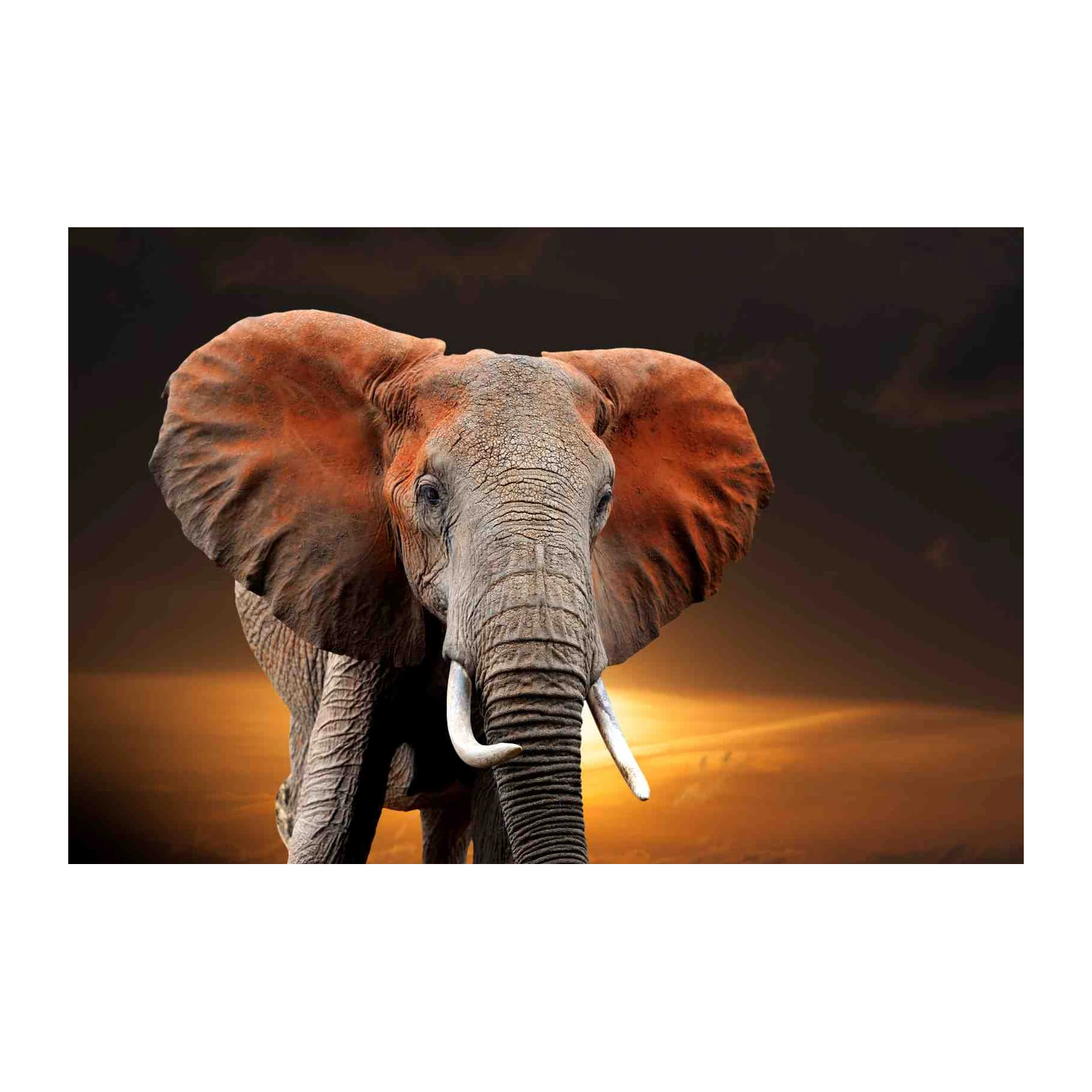 Majestic Elephant Portrait Wall Art