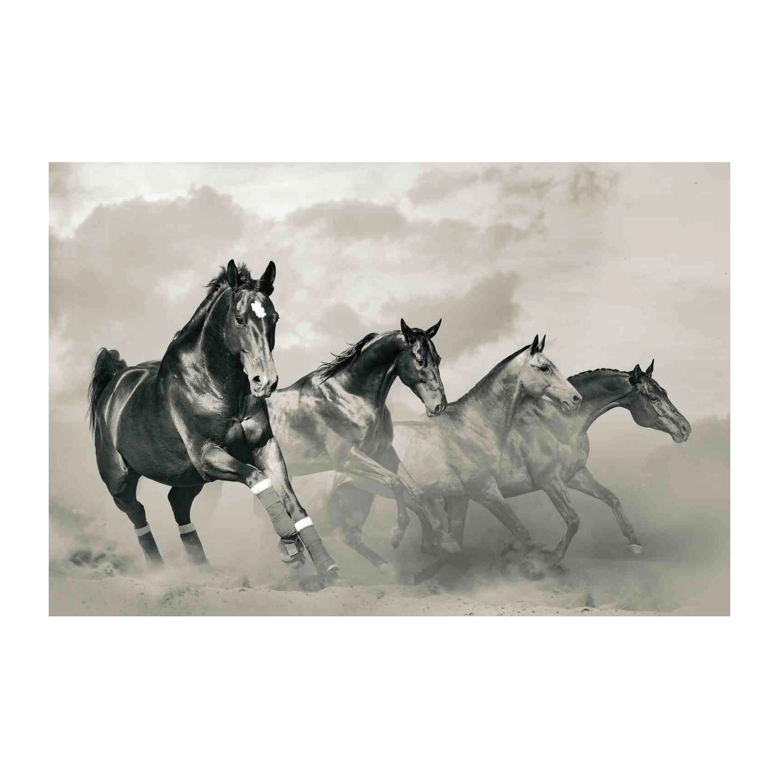 Majestic Galloping Horses Black & White Wall Art