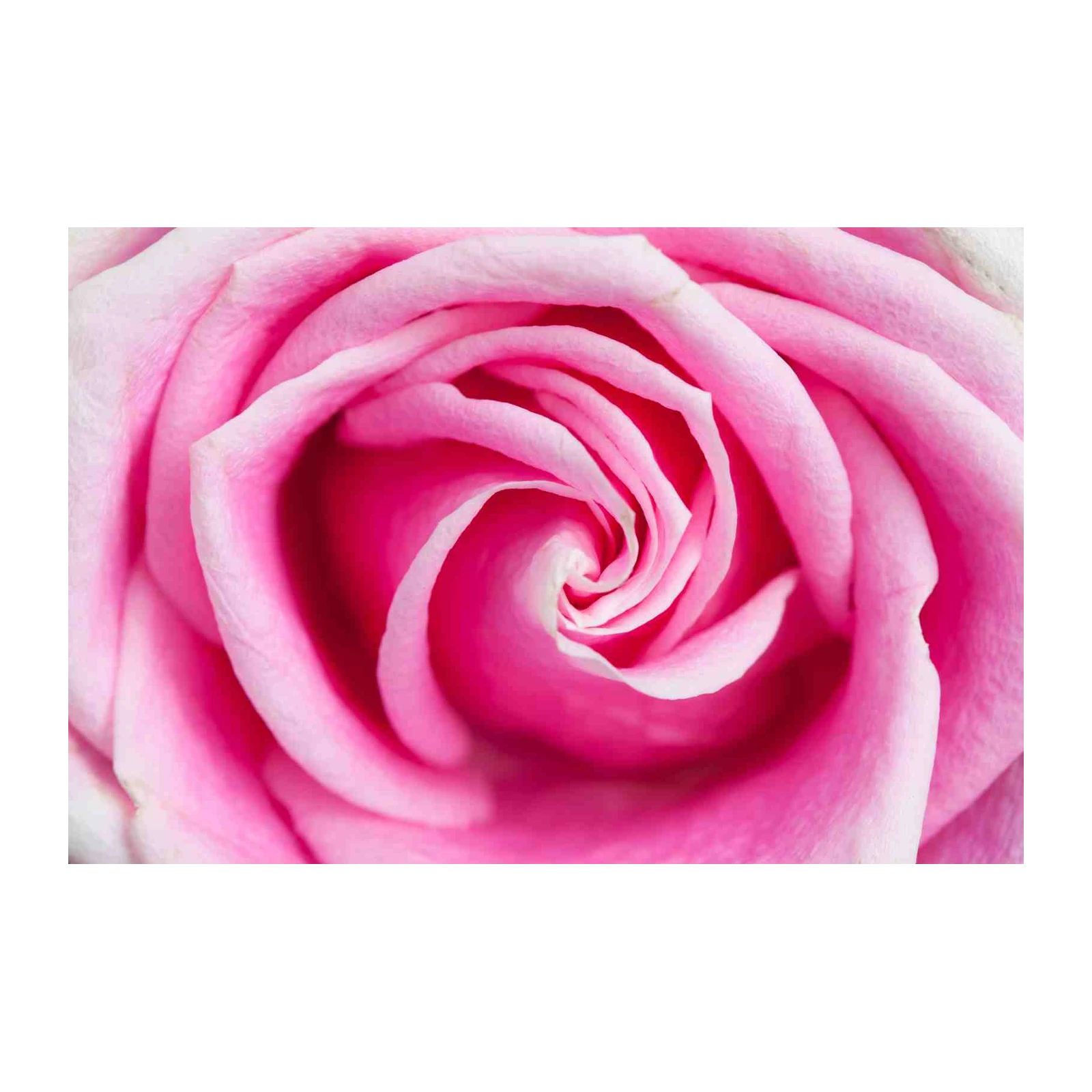 Elegant Pink Rose Macro Wall Art