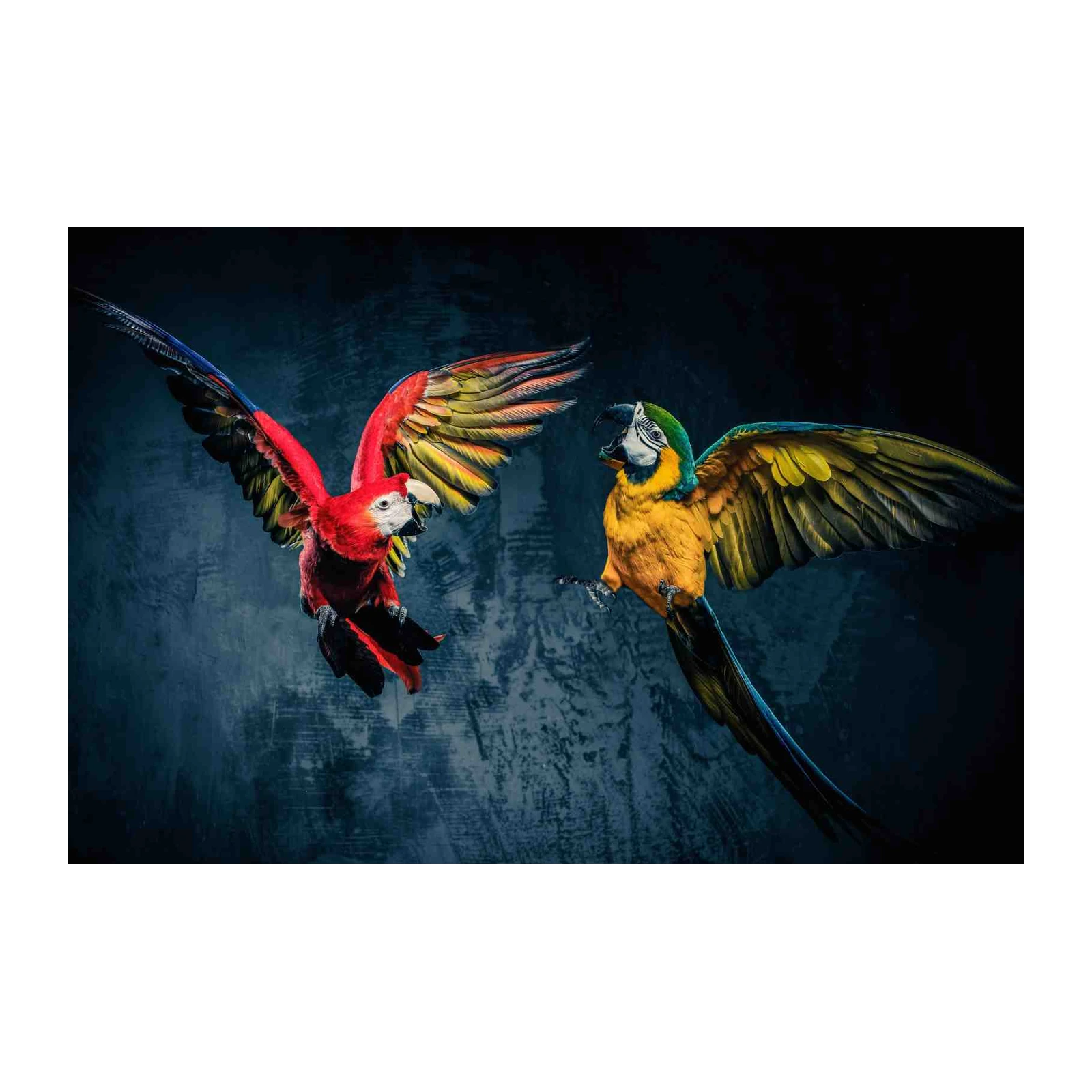 Vibrant Macaw Duel Wall Art