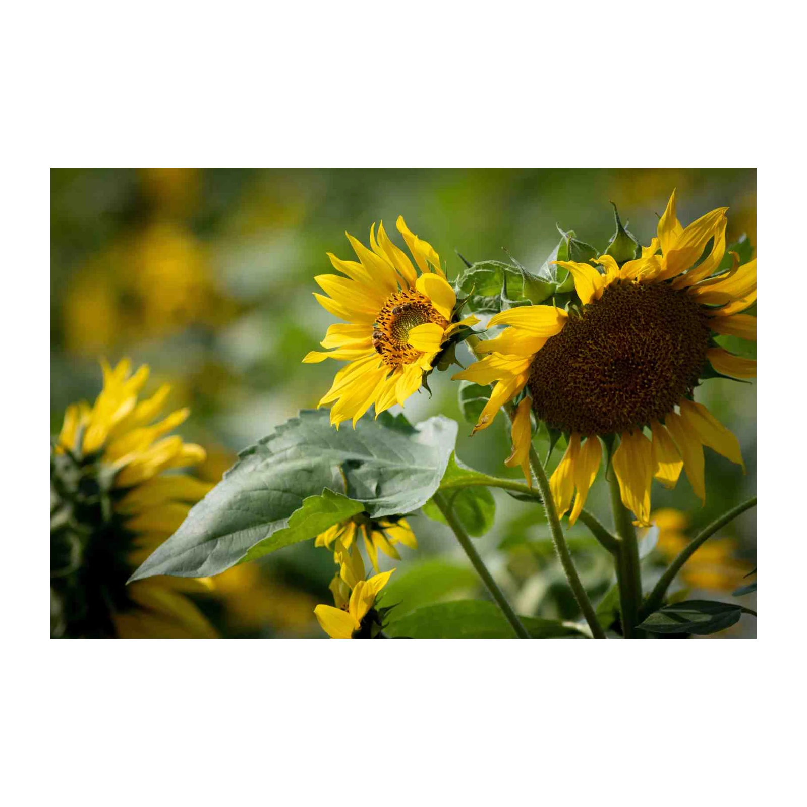 Vibrant Sunflower Field Wall Art