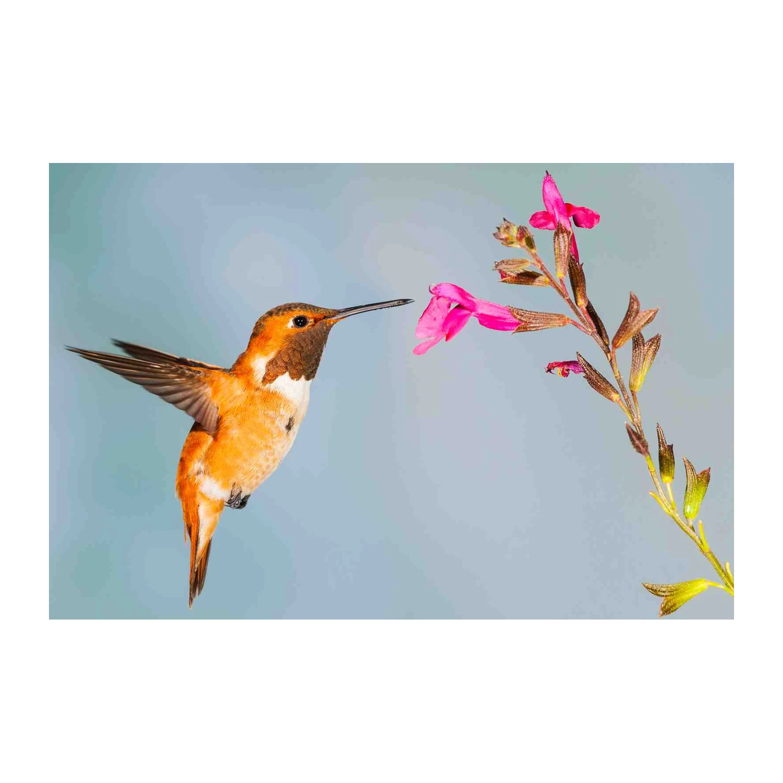 Vibrant Hummingbird & Pink Flower Wall Art