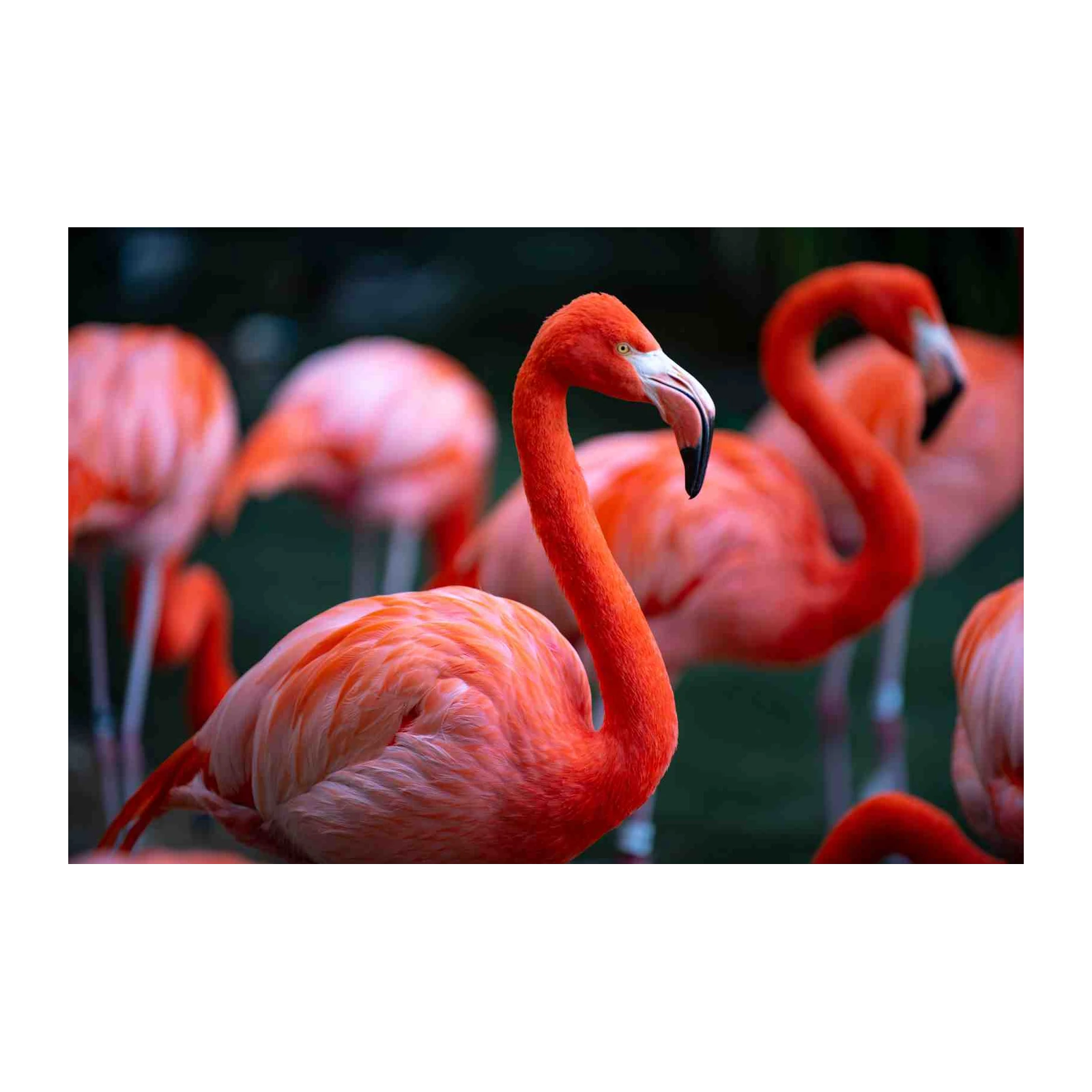 Vibrant Flamingo Flock Wall Art