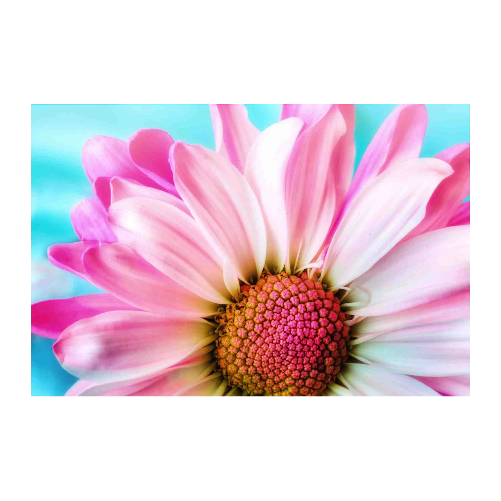 Pink Daisy Close-up Wall Art Wall Art