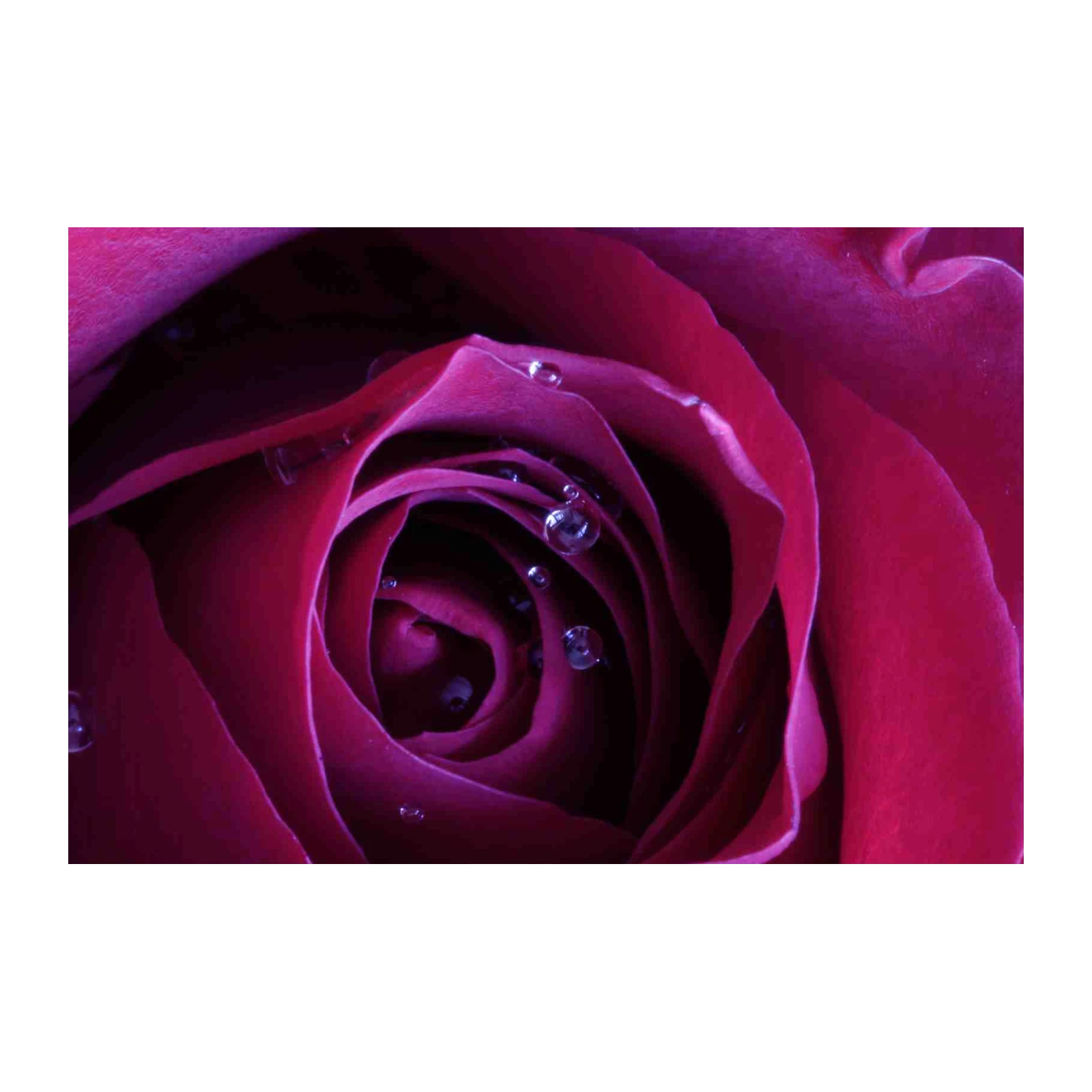 Deep Red Rose with Water Droplets Wall Art