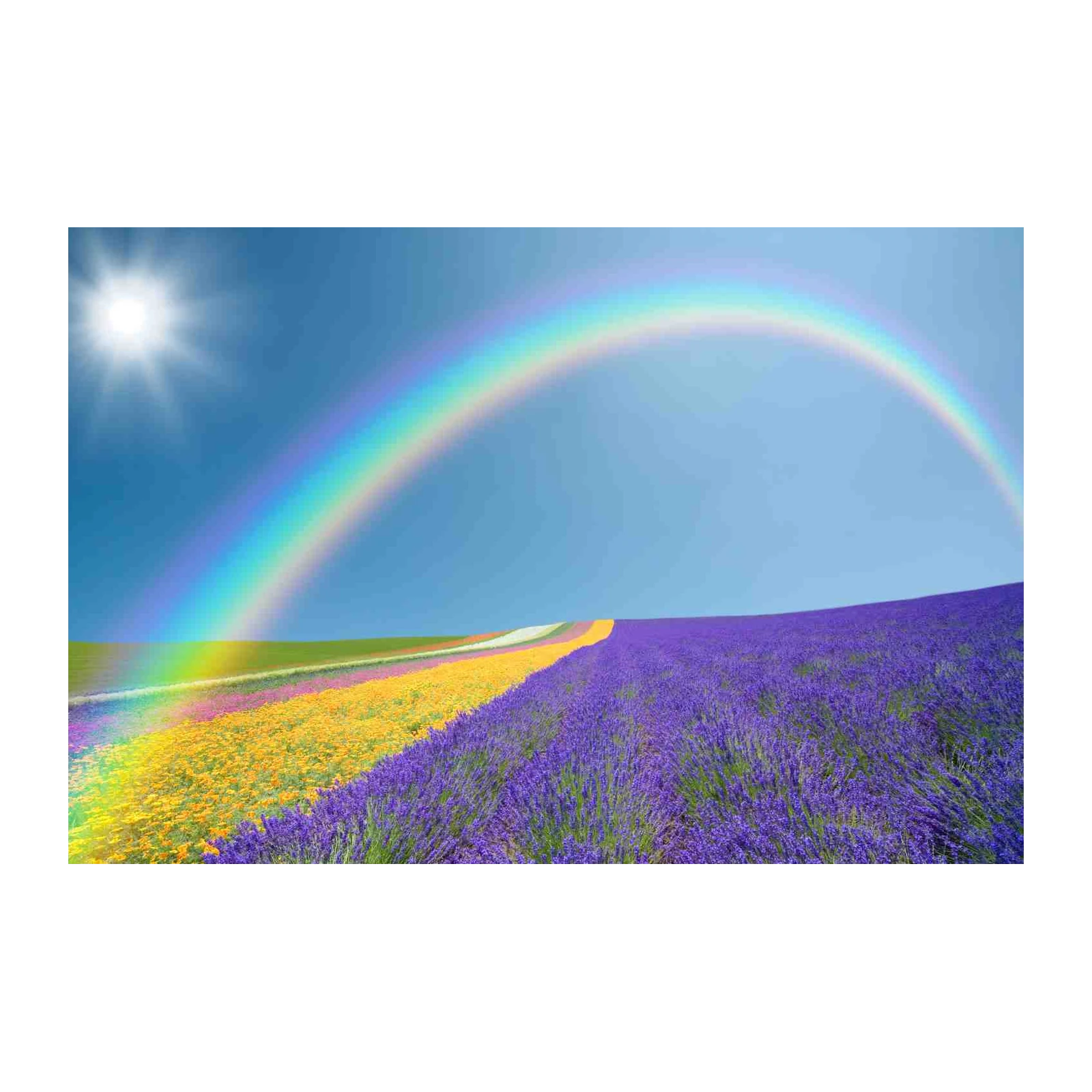 Vibrant Rainbow Lavender Field Wall Art