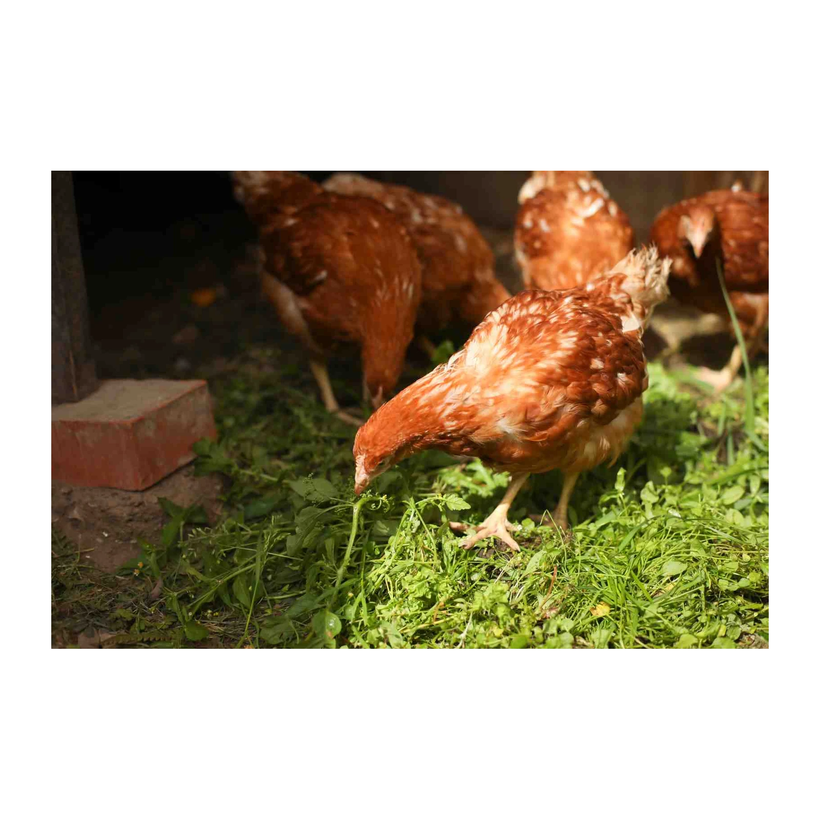 Charming Chickens in Greenery Wall Art