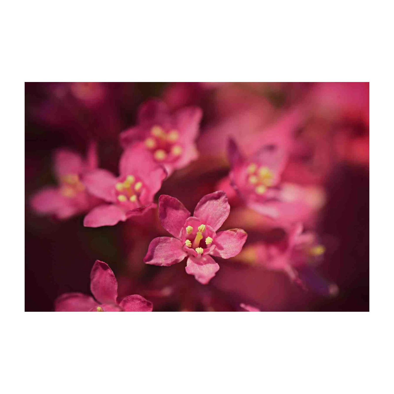 Vibrant Pink Floral Close-up Wall Art