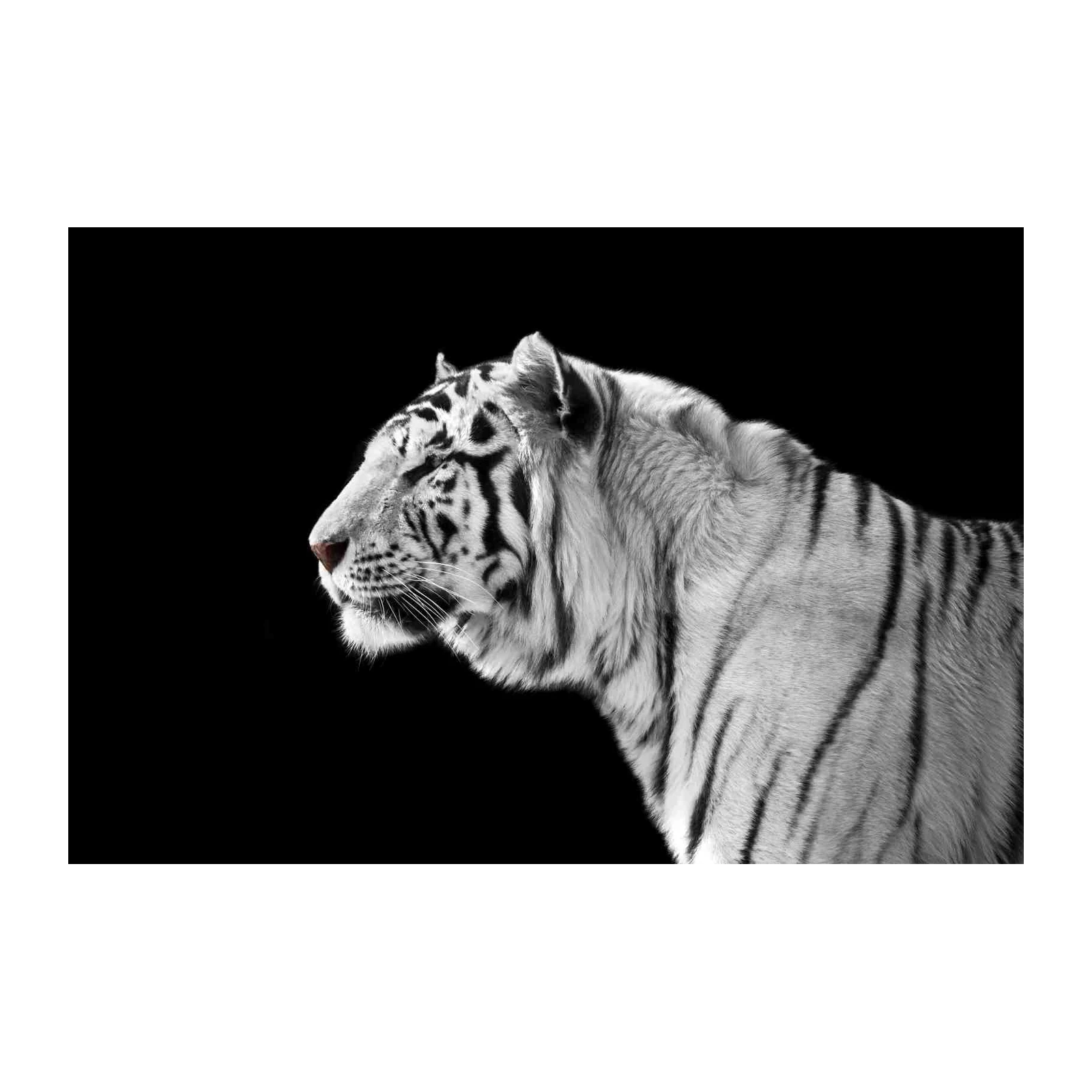 Majestic White Tiger Profile Wall Art