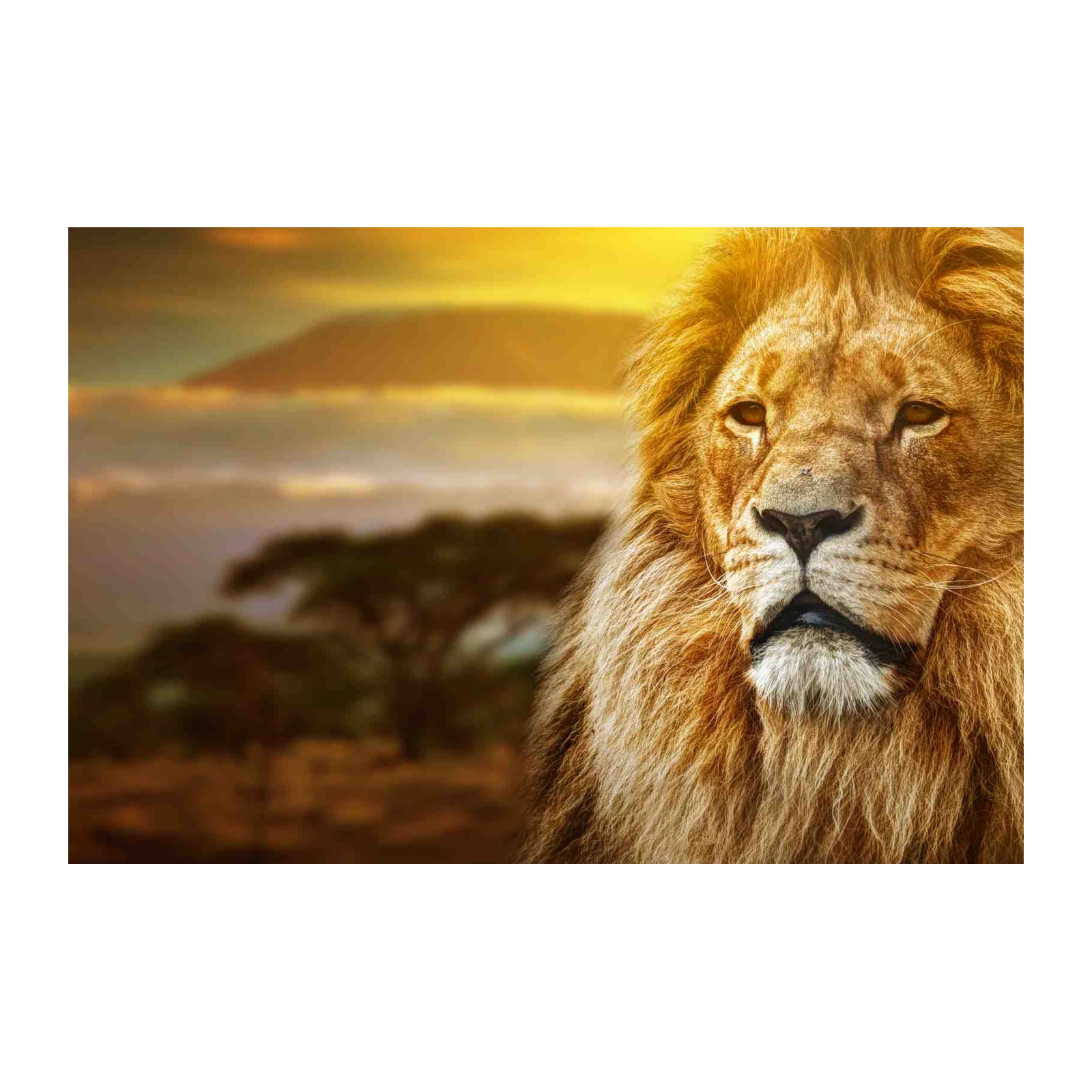 Majestic Lion Sunset Wildlife Wall Art