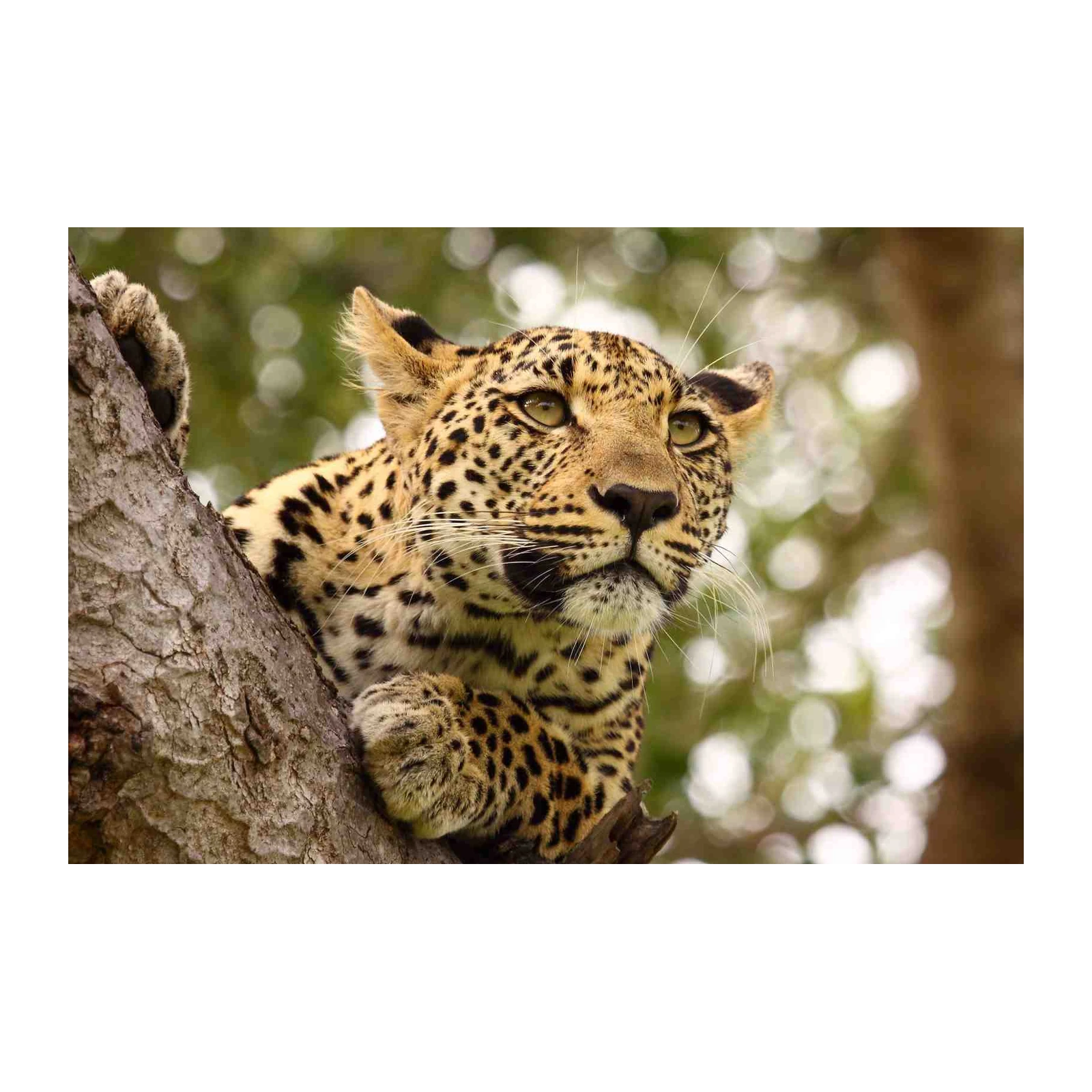 Majestic Leopard Portrait Wall Art