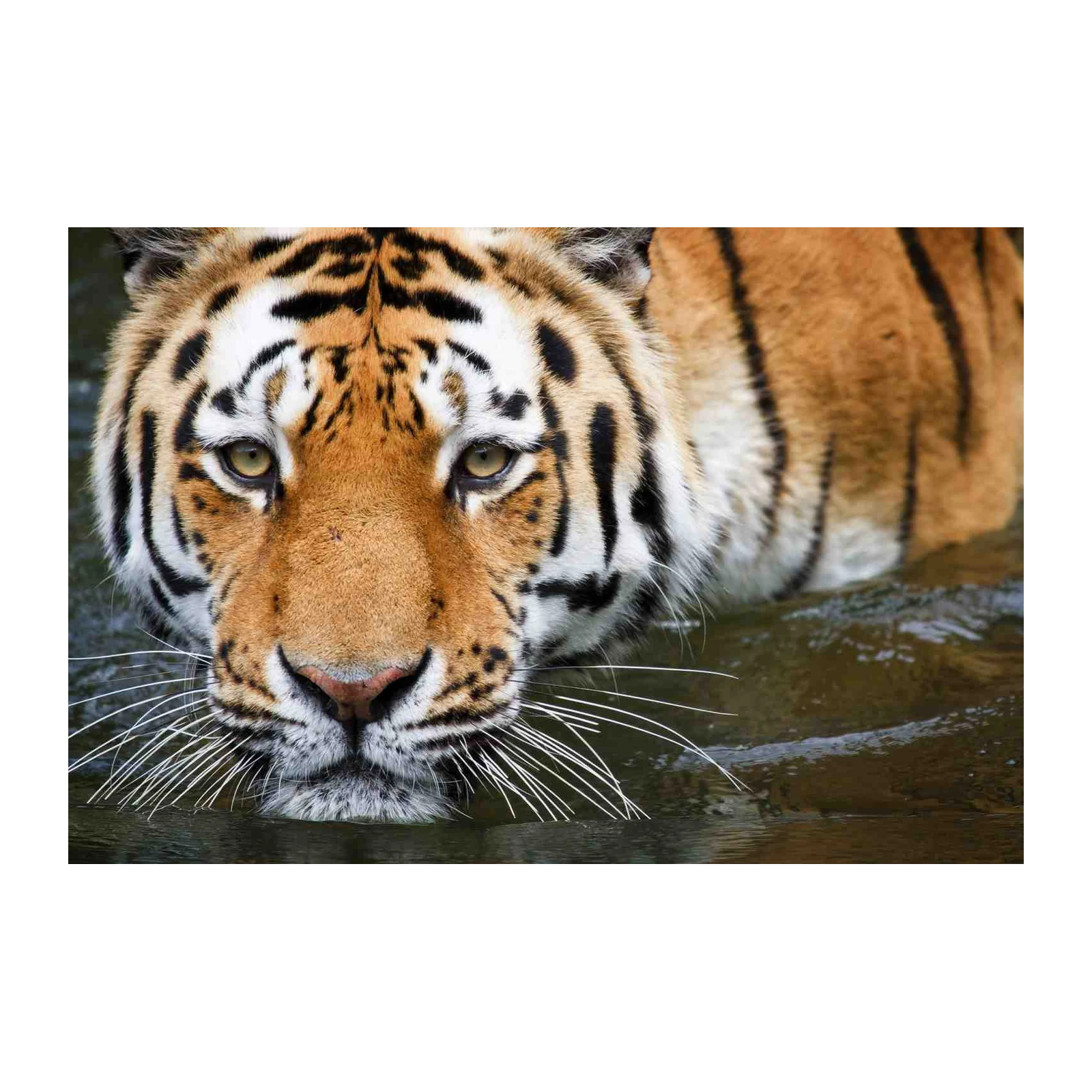 Majestic Tiger Close-Up Wall Art